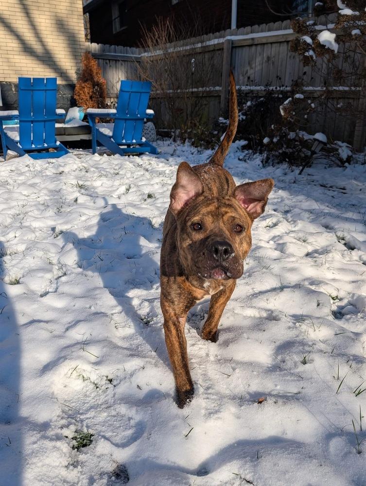 Rolo, a Adoptable mixed breed in Irwin, PA image 6/6