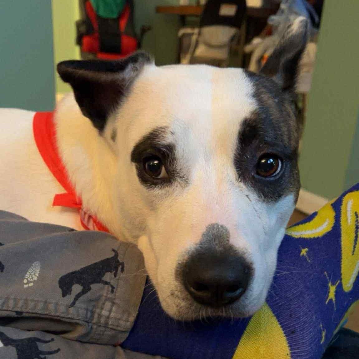 Po, a ADOPTABLE mixed breed in Rochester, NY image 4/6