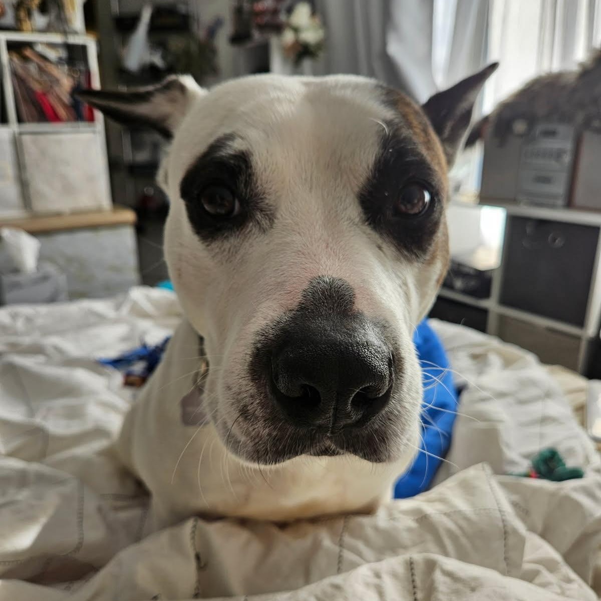 Po, a ADOPTABLE mixed breed in Rochester, NY image 1/6