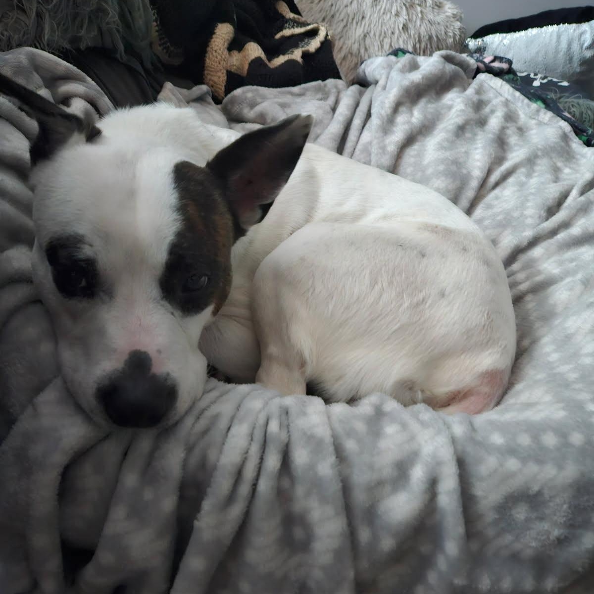 Po, a ADOPTABLE mixed breed in Rochester, NY image 3/6