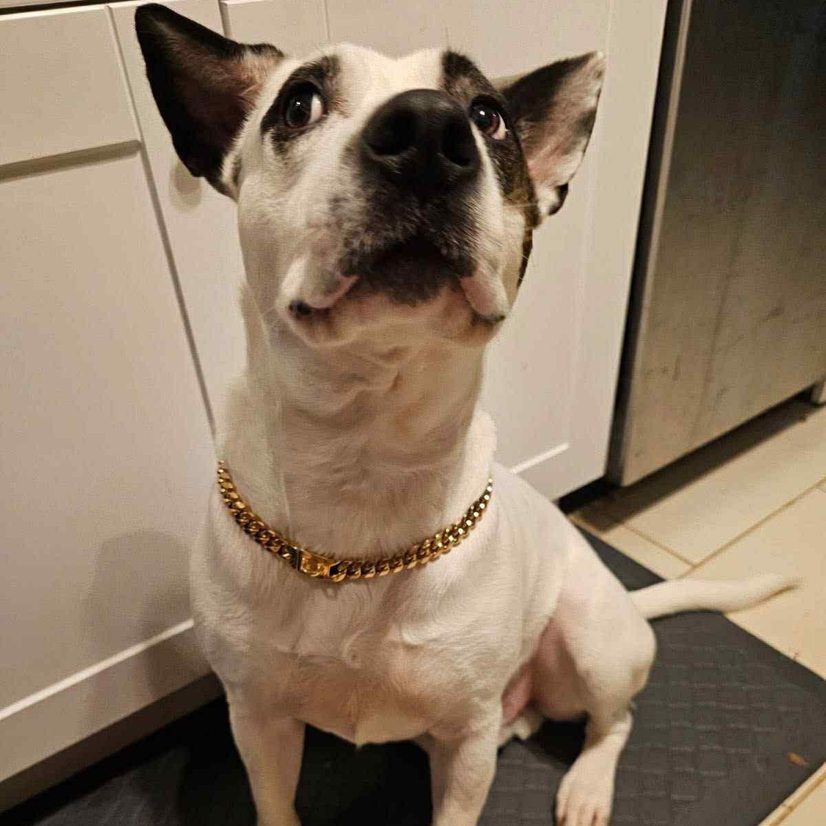 Po, a ADOPTABLE mixed breed in Rochester, NY image 5/6