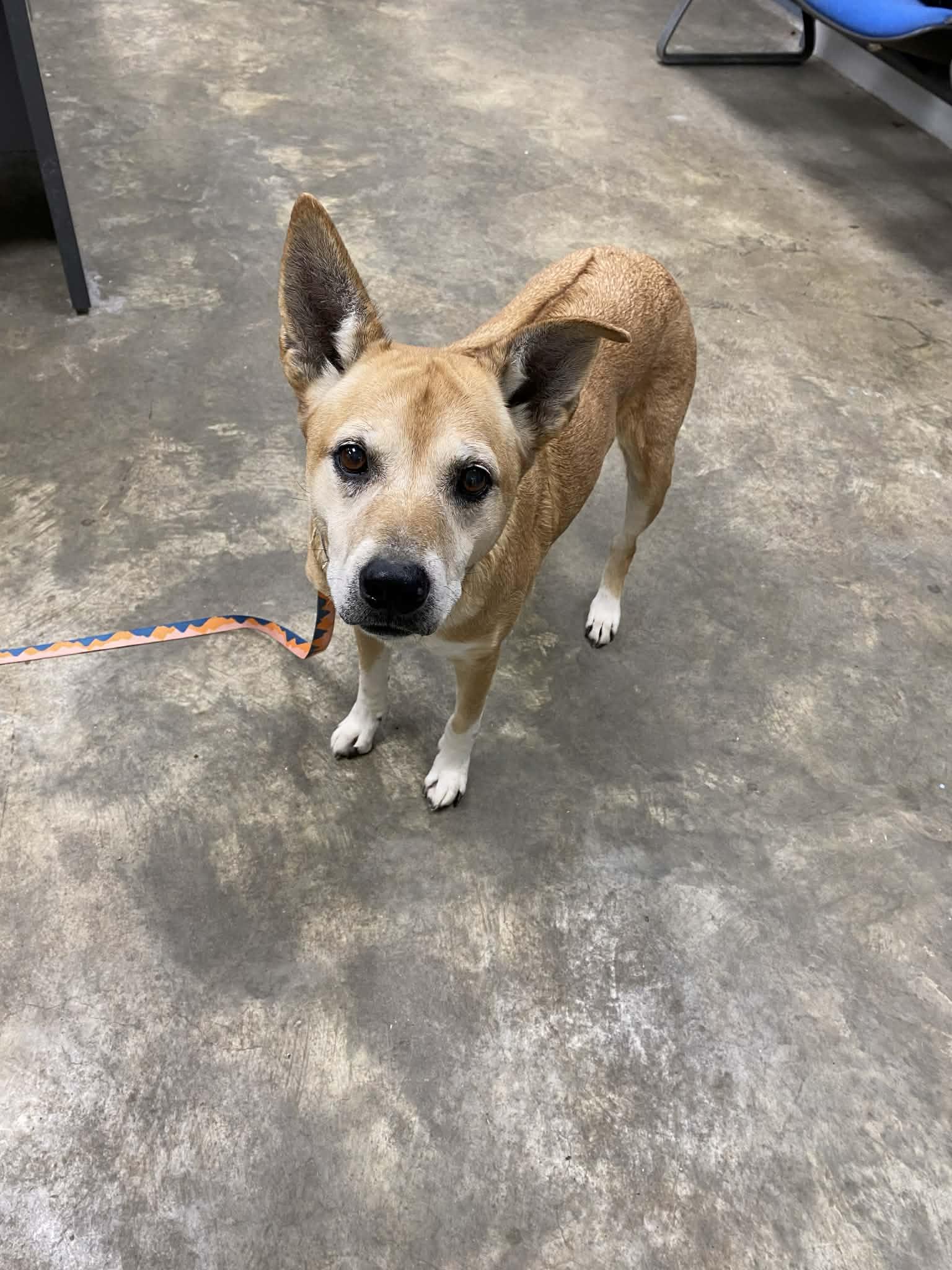 Enlarge Chesney, a ADOPTABLE mixed breed in Port Lavaca, TX image 1/4