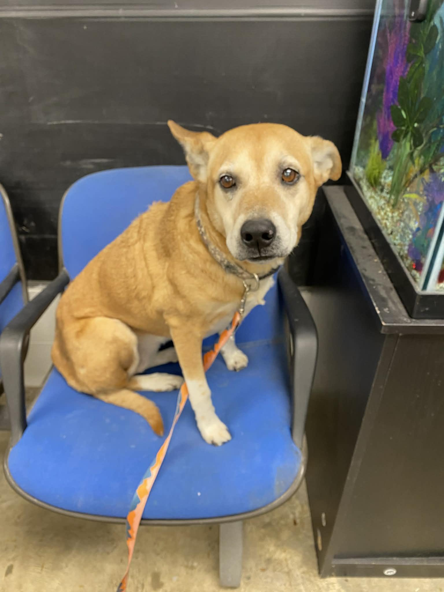 Enlarge Chesney, a ADOPTABLE mixed breed in Port Lavaca, TX image 2/4