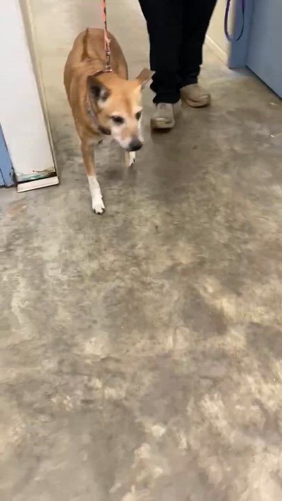 Enlarge Chesney, a ADOPTABLE mixed breed in Port Lavaca, TX video 4/4