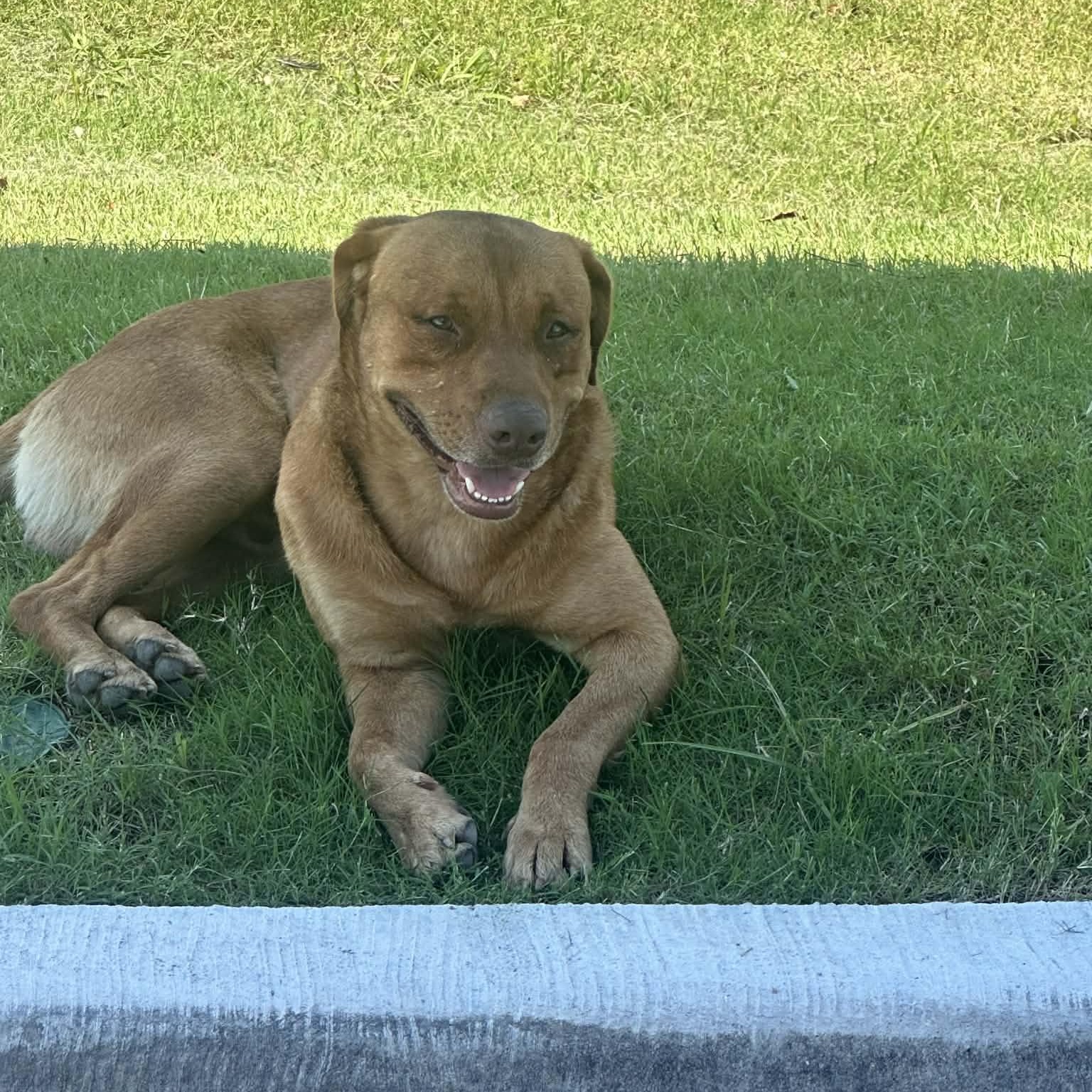 Enlarge CARWASH BUDDY LIVES AT THE CARWASH, a Adoptable mixed breed in allen, TX image 5/6