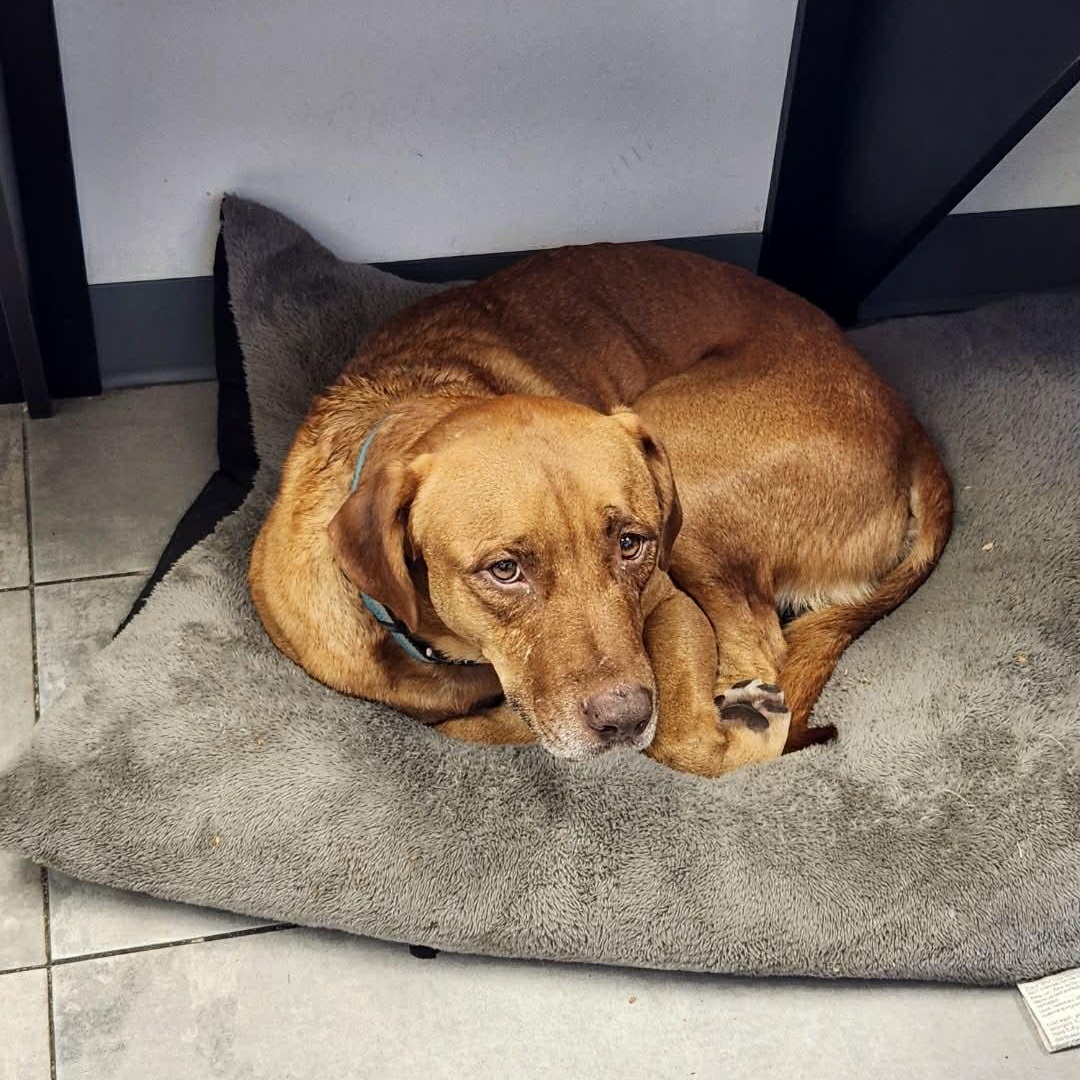 Enlarge CARWASH BUDDY LIVES AT THE CARWASH, a Adoptable mixed breed in allen, TX image 3/6