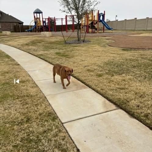 Enlarge CARWASH BUDDY LIVES AT THE CARWASH, a Adoptable mixed breed in allen, TX image 4/6