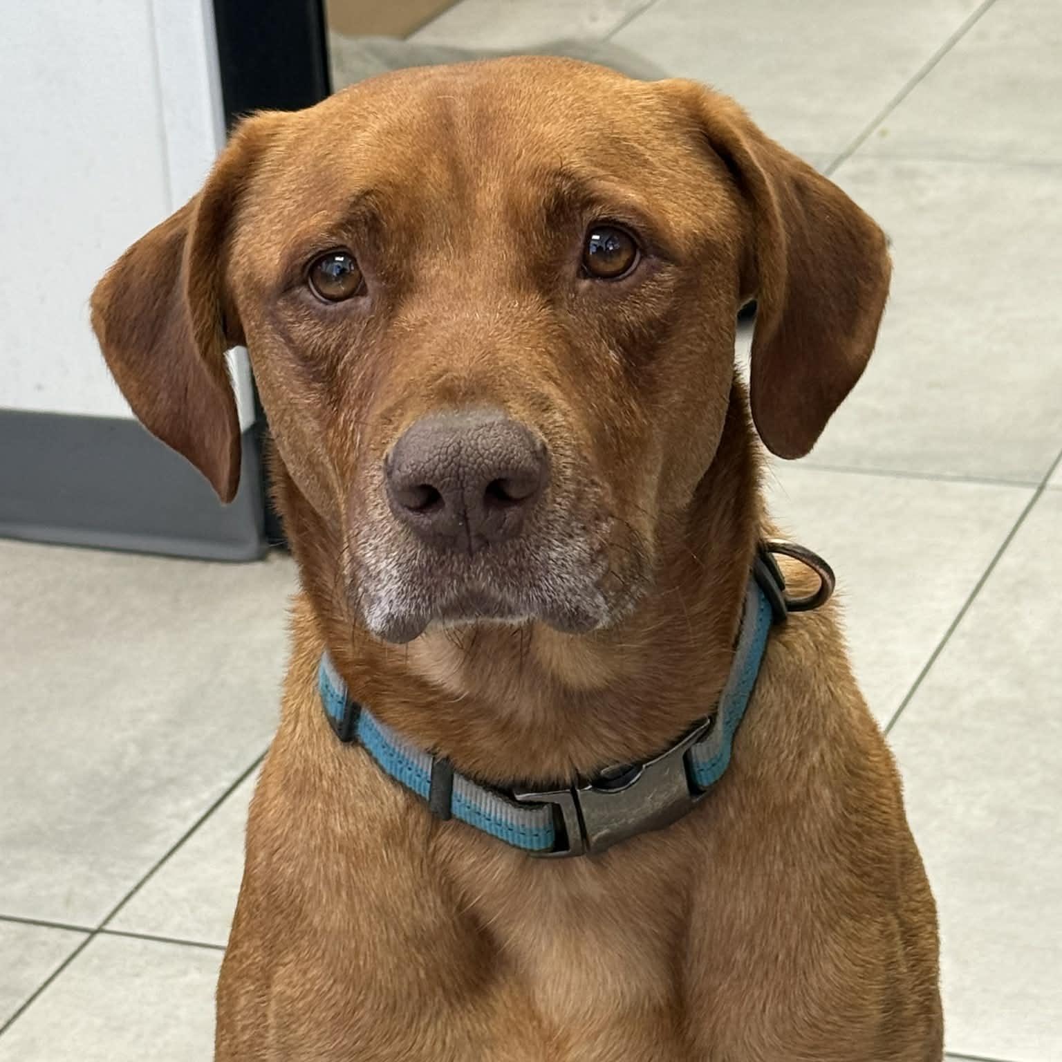 Enlarge CARWASH BUDDY LIVES AT THE CARWASH, a Adoptable mixed breed in allen, TX image 1/6