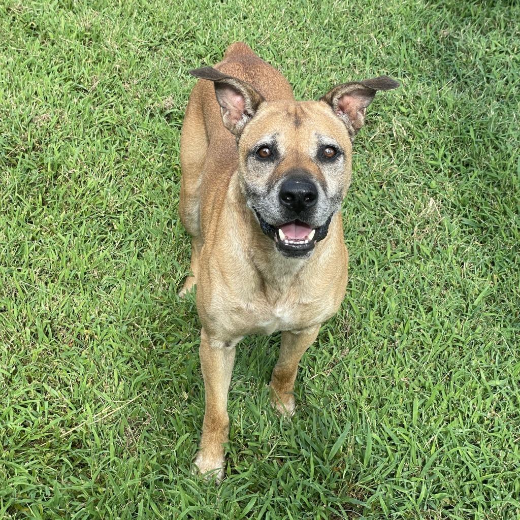 Enlarge Bo, a Adoptable mixed breed in Brenham, TX image 1/6
