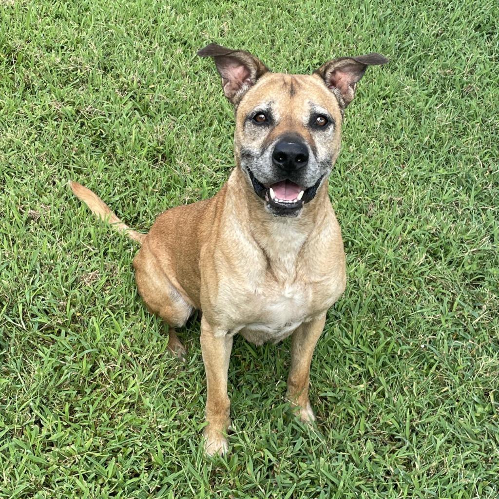 Enlarge Bo, a Adoptable mixed breed in Brenham, TX image 2/6