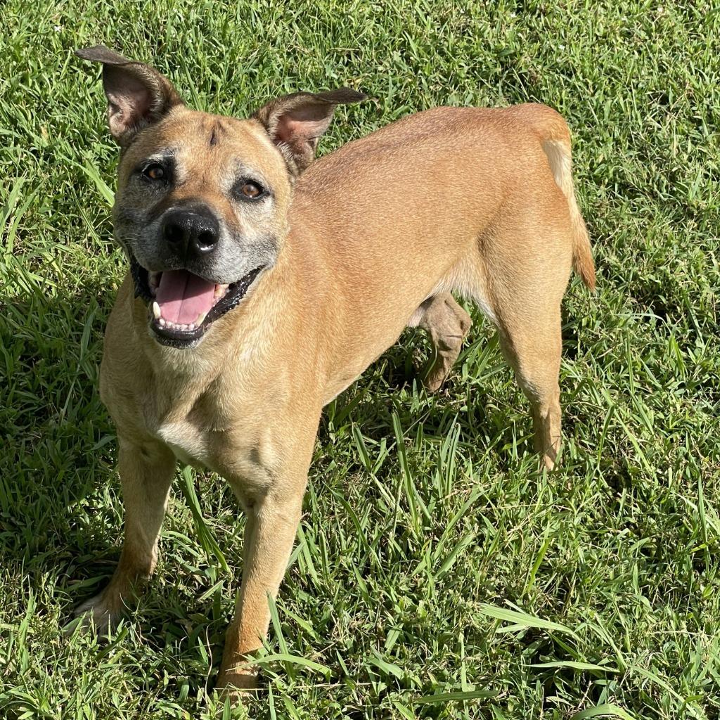 Enlarge Bo, a Adoptable mixed breed in Brenham, TX image 3/6