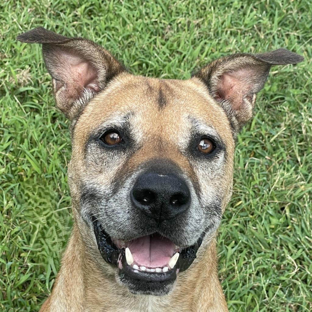 Bo, Adoptable, Adult Male Black Mouth Cur & Pit Bull Terrier.