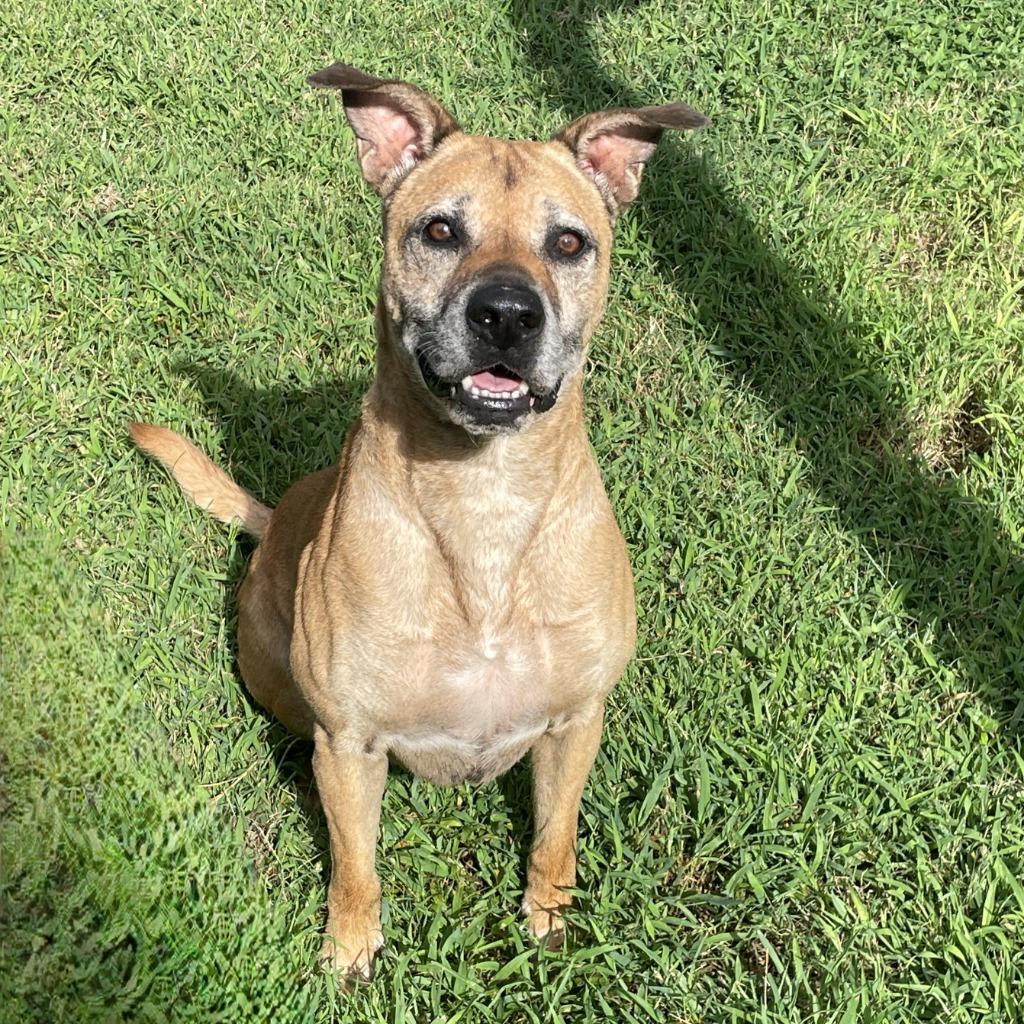 Enlarge Bo, a Adoptable mixed breed in Brenham, TX image 6/6