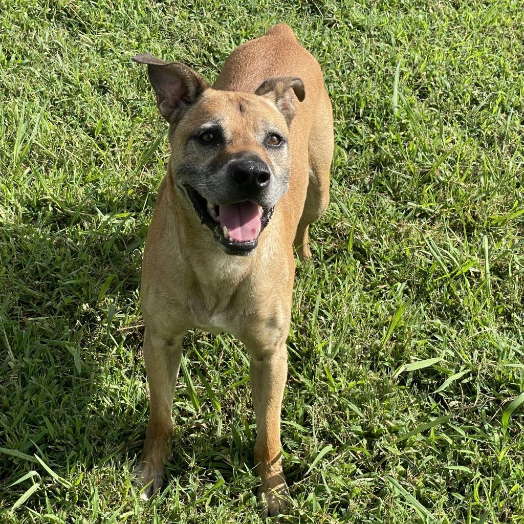 Enlarge Bo, a Adoptable mixed breed in Brenham, TX image 6/6