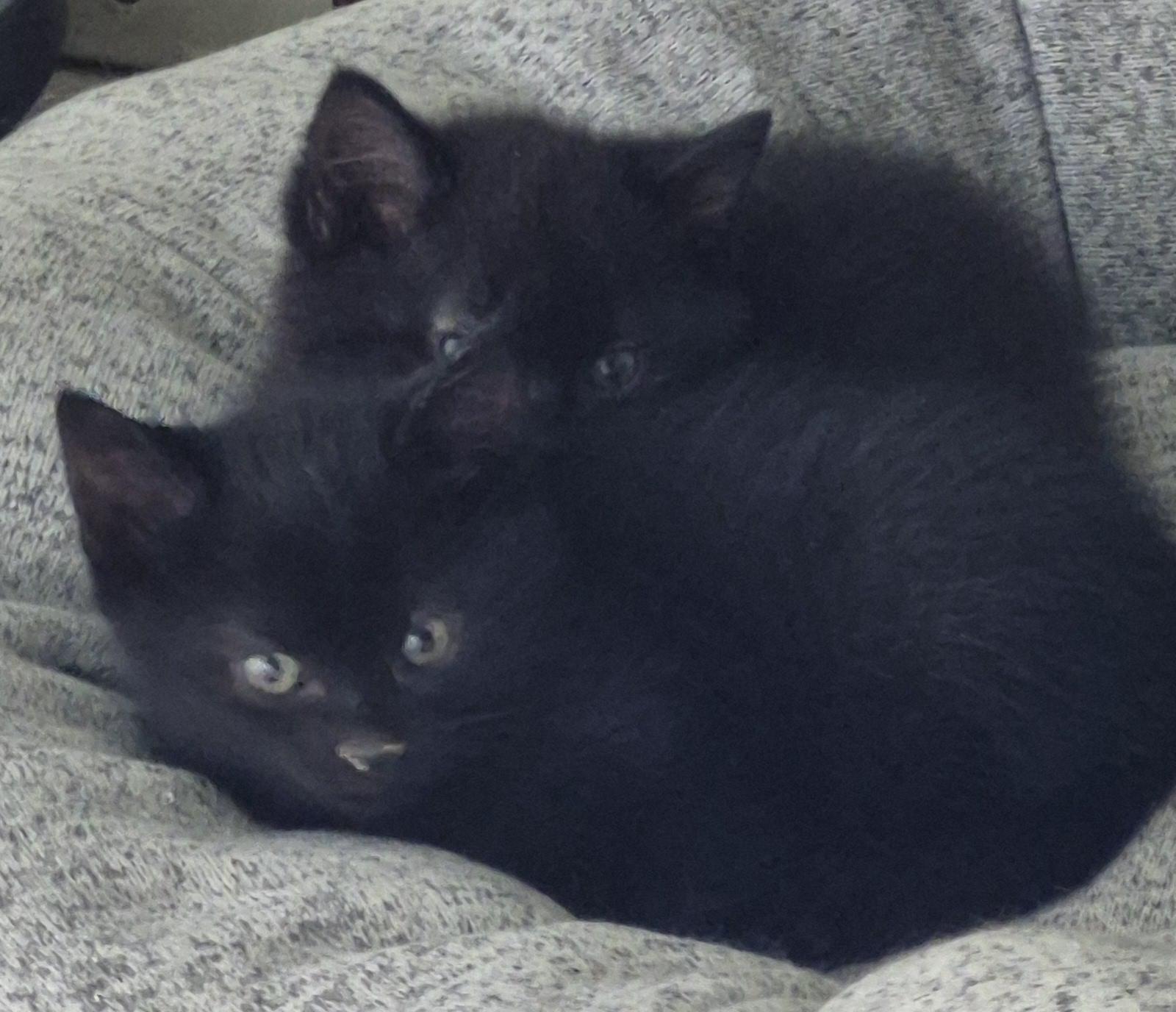 Phantom V thumbnail 2