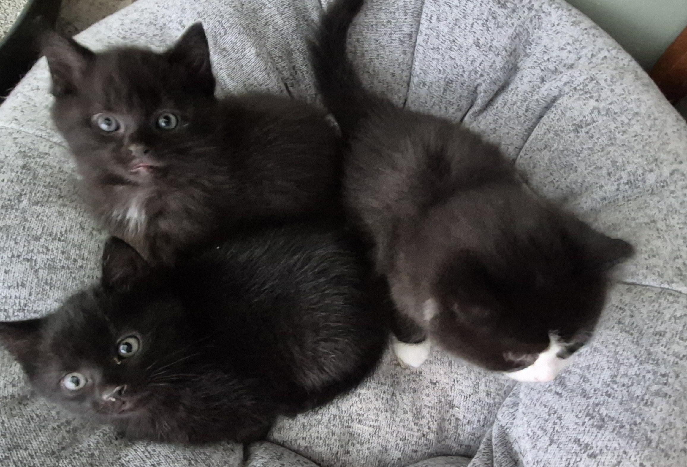 Phantom V thumbnail 3