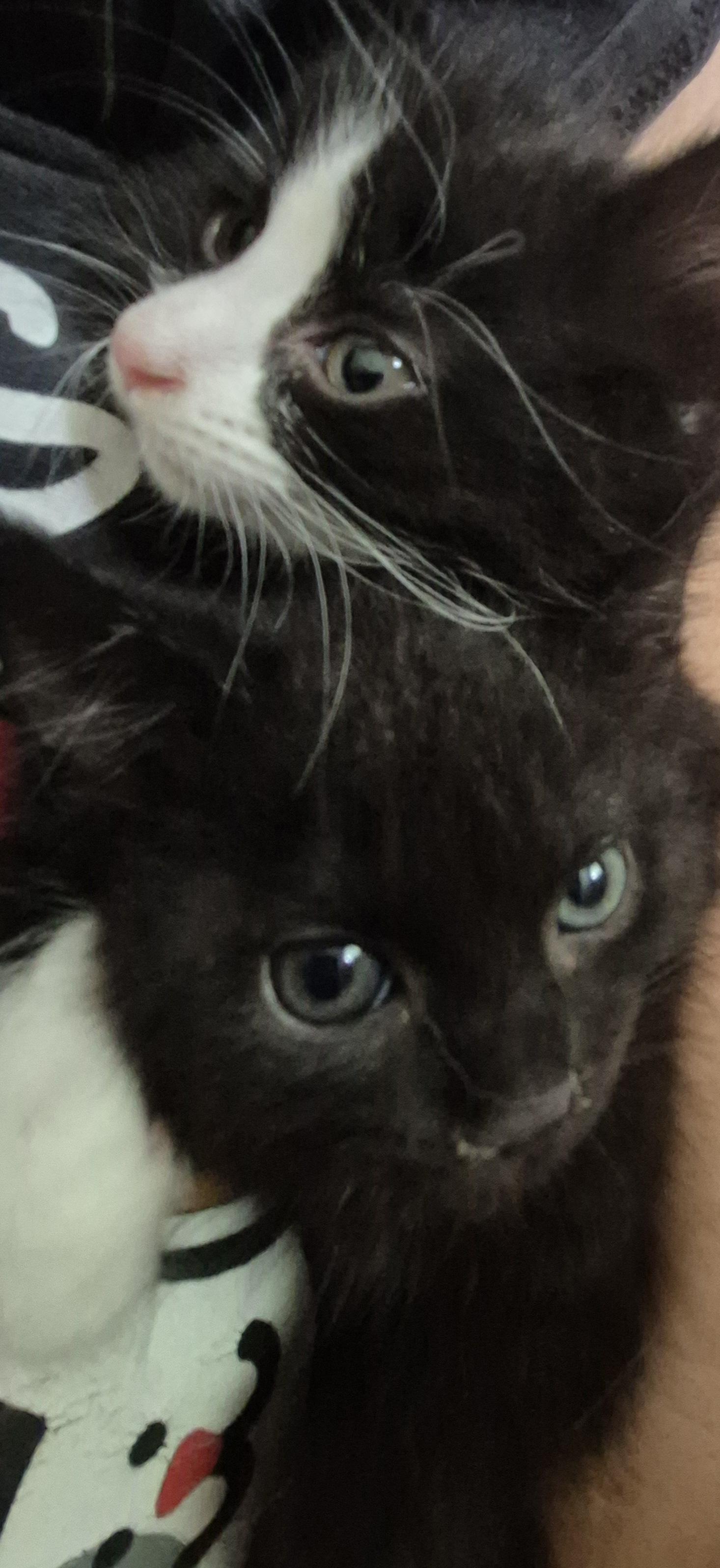 Phantom V thumbnail 4