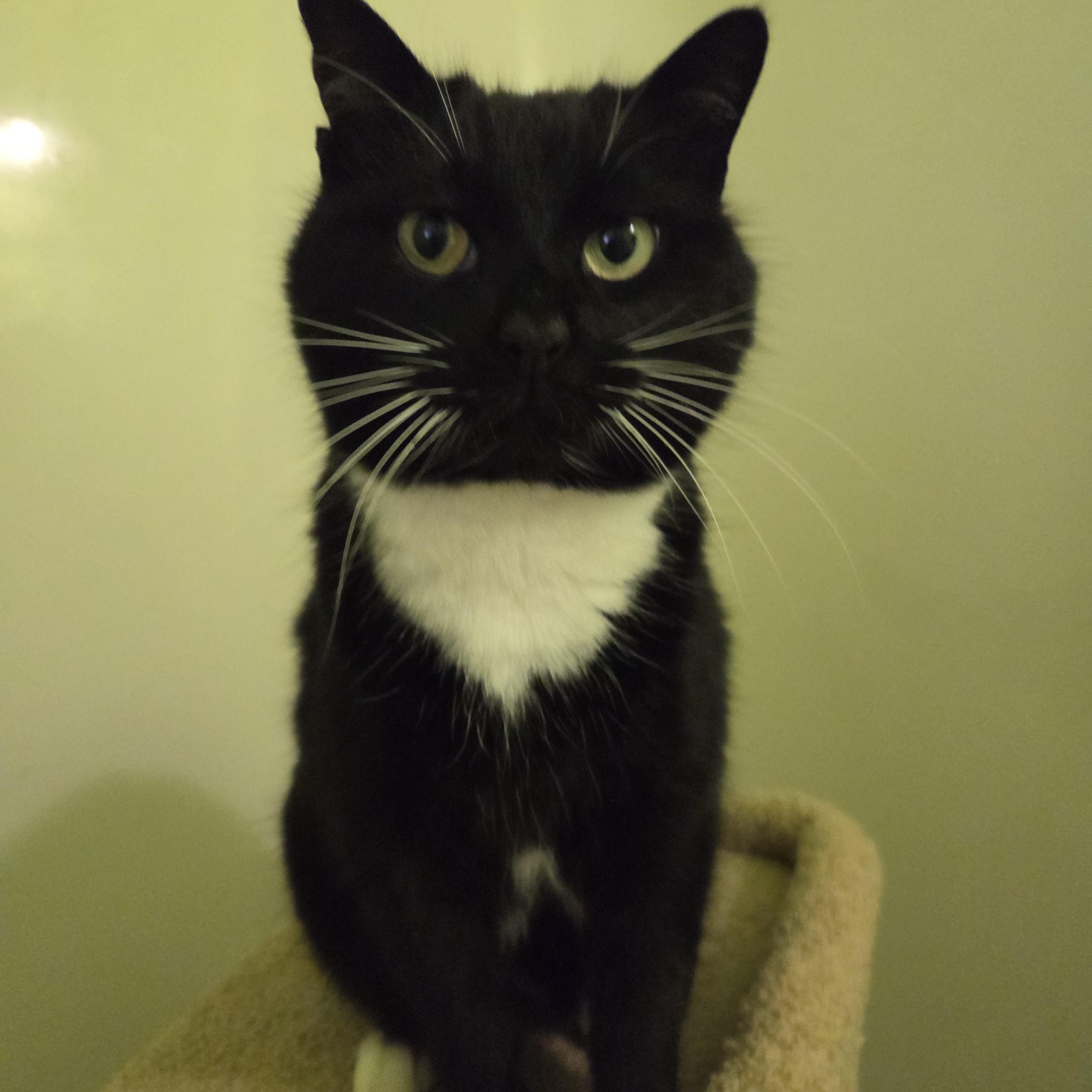 Enlarge Joy, a ADOPTABLE Domestic Short Hair in Great Mills, MD image 2/2