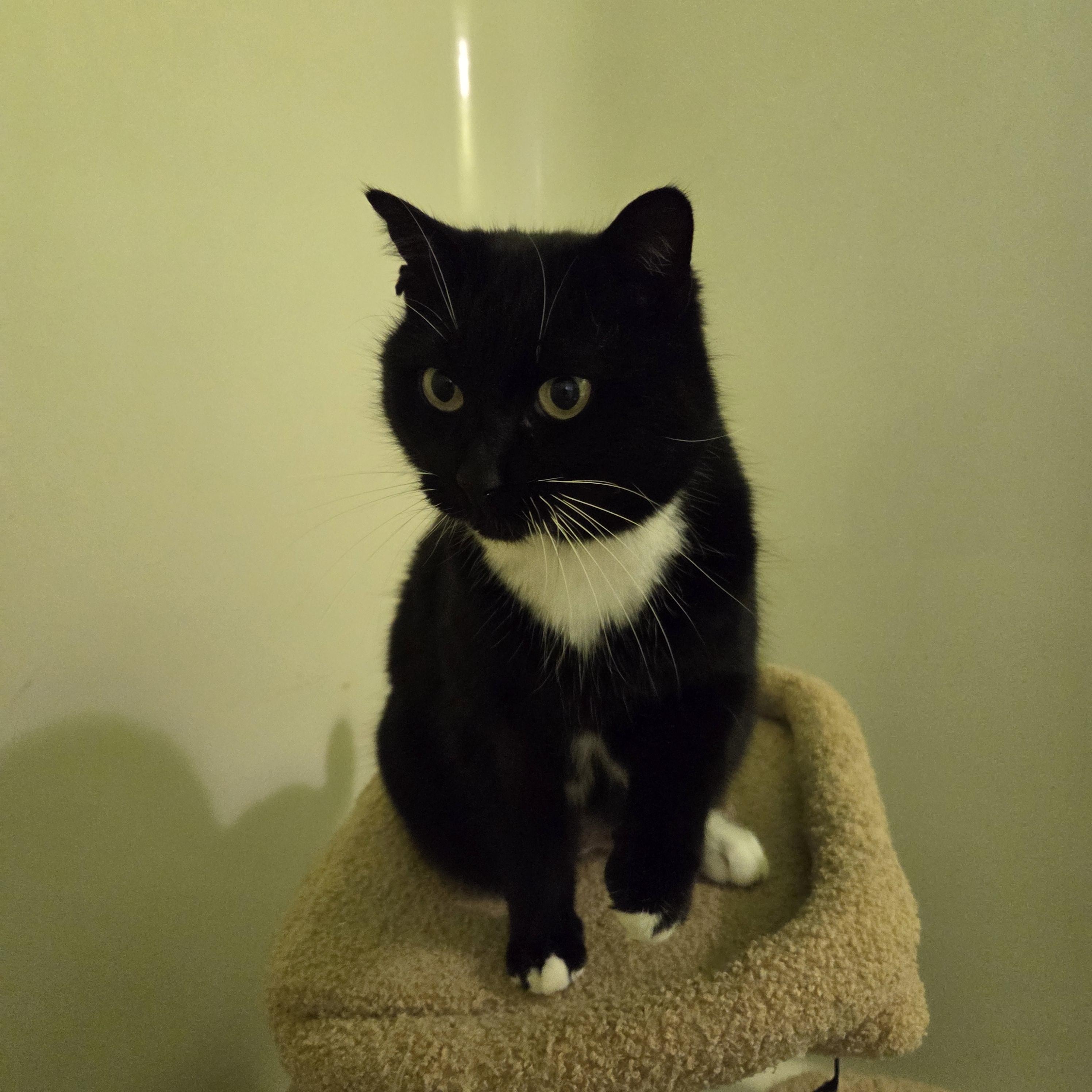 Joy, ADOPTABLE, Adult Female Domestic Short Hair.