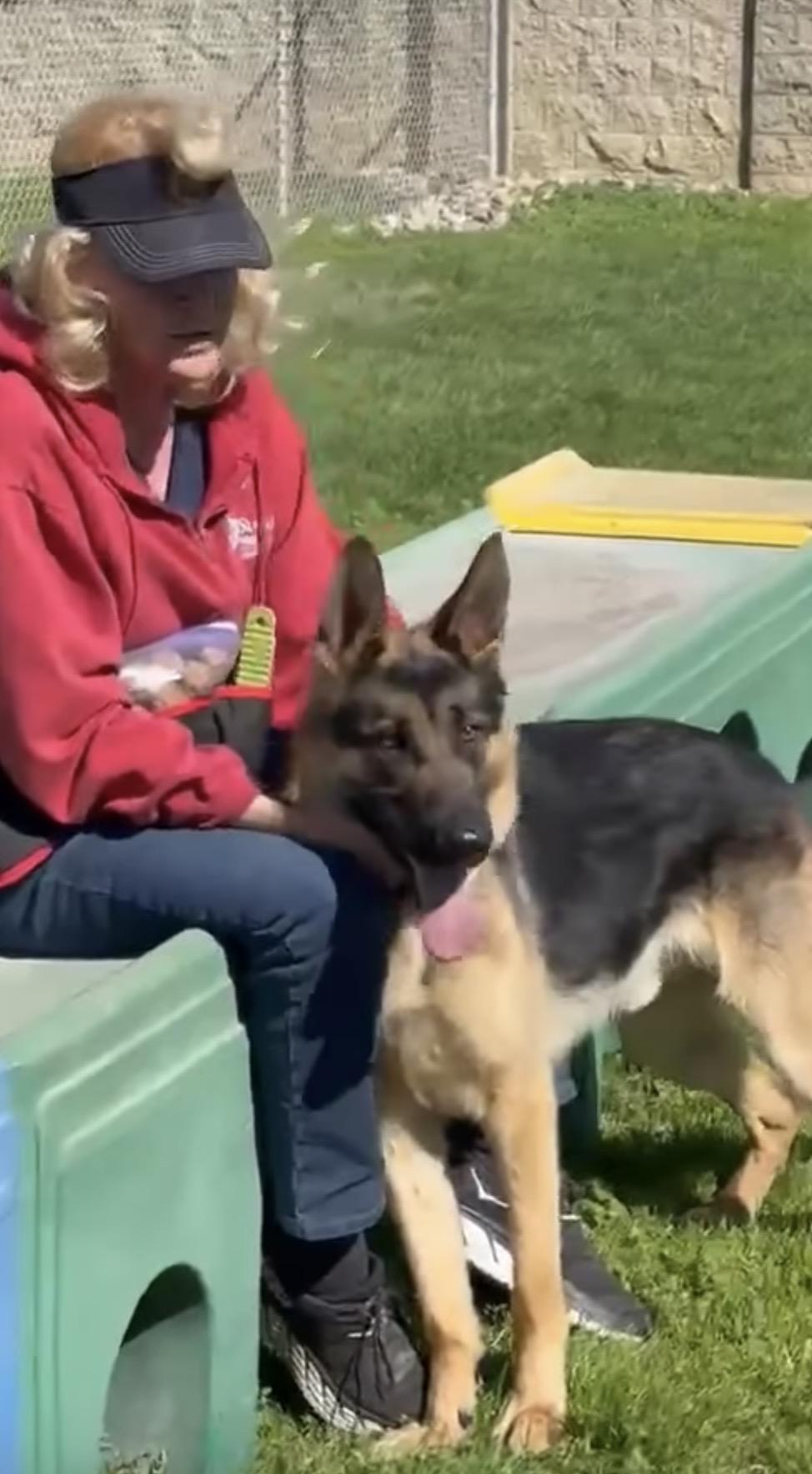 Enlarge Mateo, an adopted German Shepherd Dog in Kuna, ID image 3/3