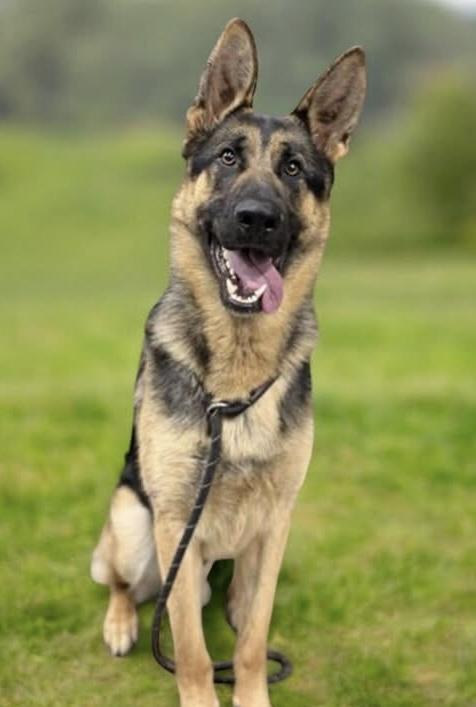 Mateo, adopted, Young Male German Shepherd Dog.