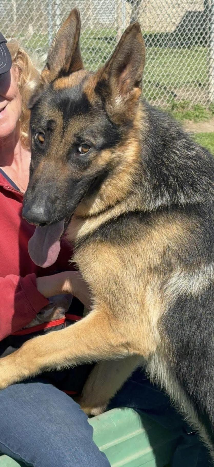 Enlarge Mateo, an adopted German Shepherd Dog in Kuna, ID image 2/3