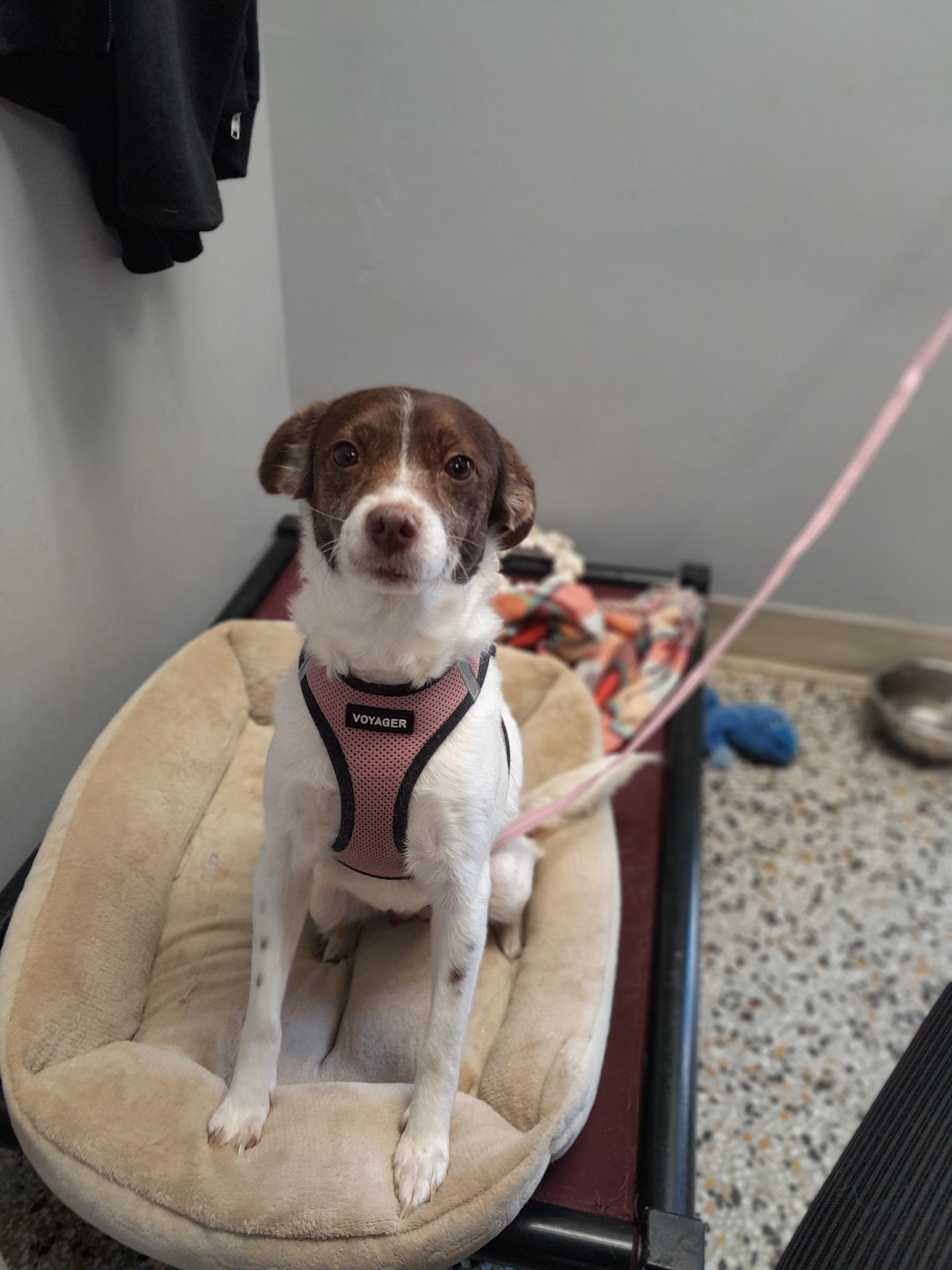 Enlarge Maya, a Adoptable mixed breed in Miami, FL image 1/1