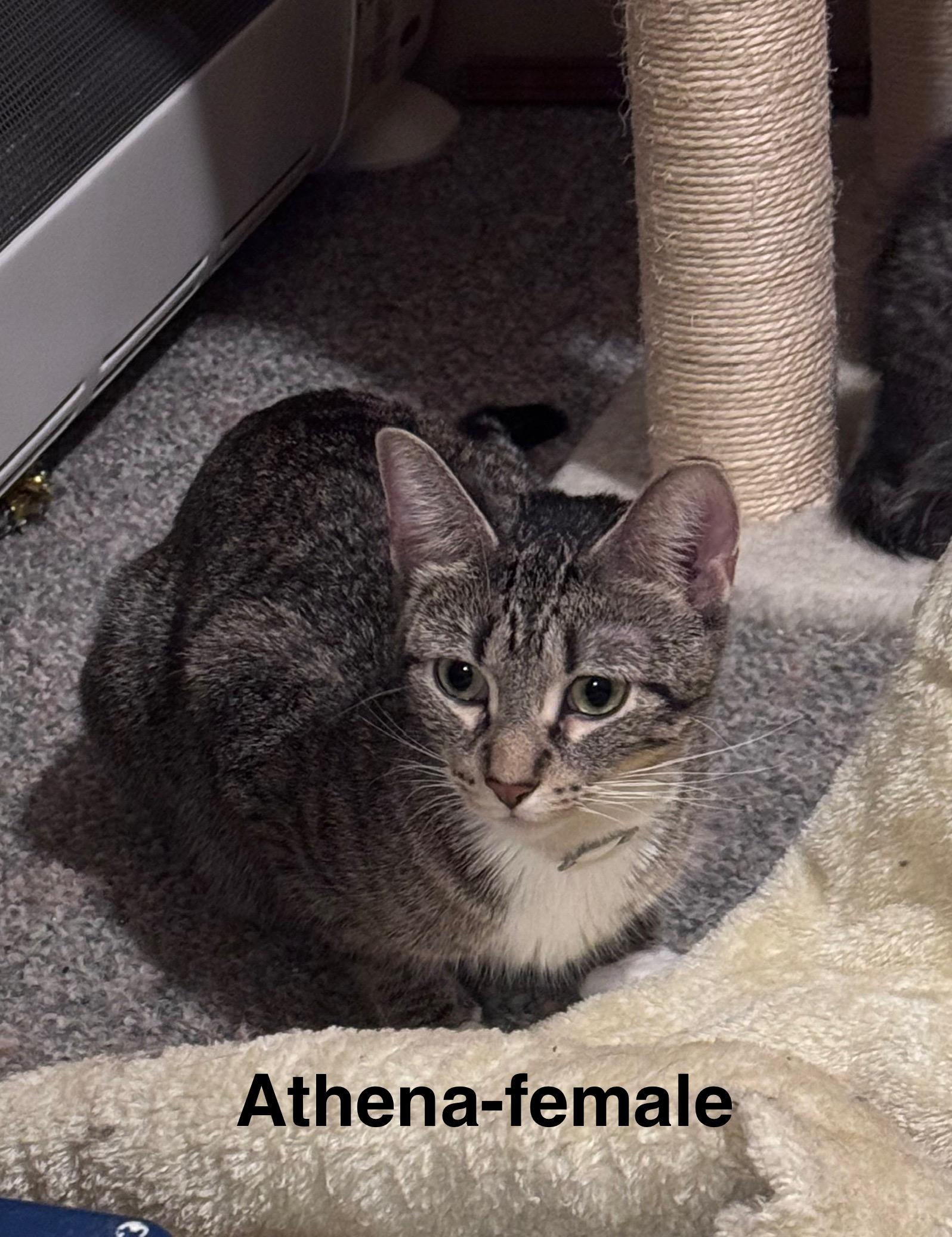 Enlarge Athena, a ADOPTABLE Tabby in Crystal Lake, IL image 1/1