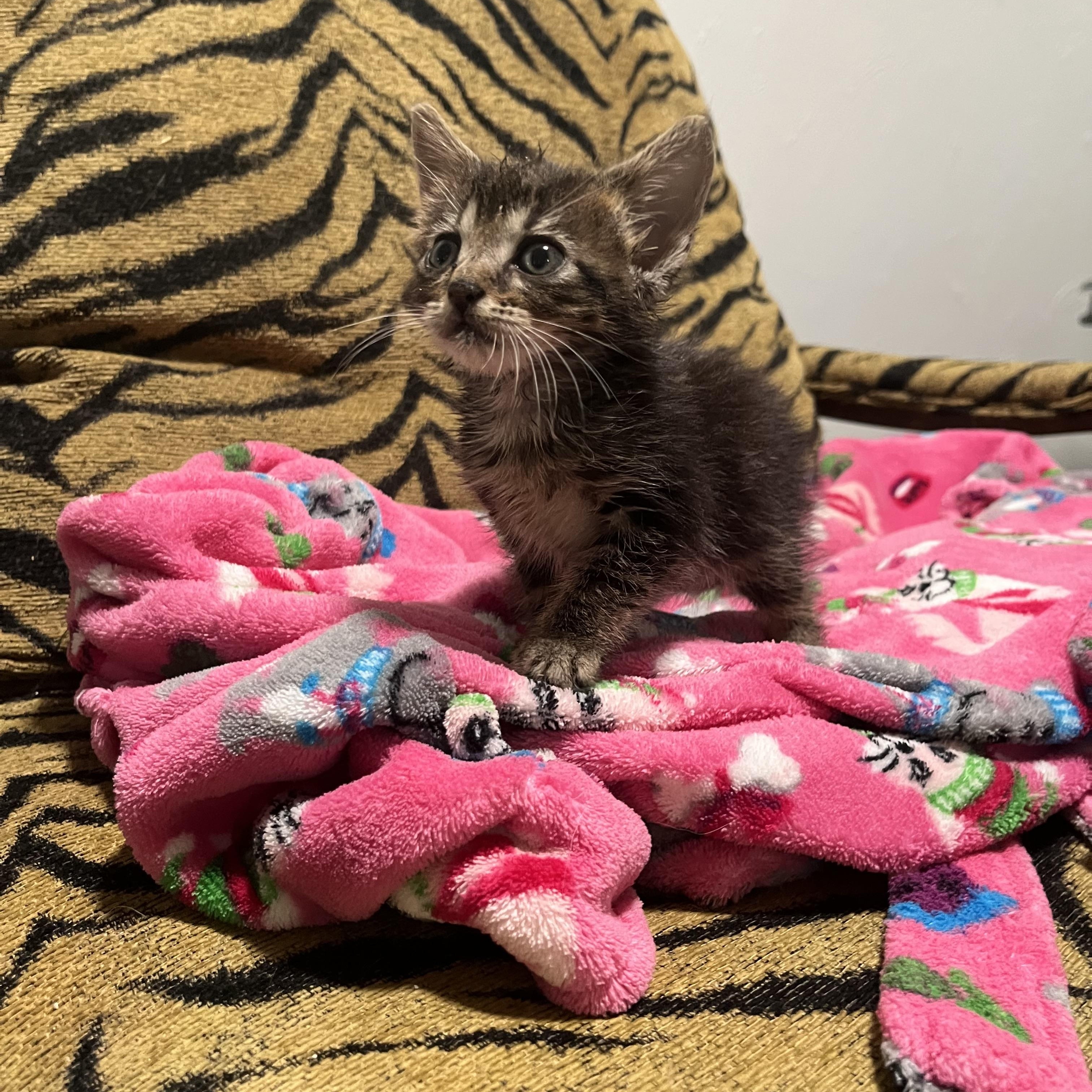 Enlarge Baby Sandra , a ADOPTABLE Tabby in Parkland, FL image 2/4