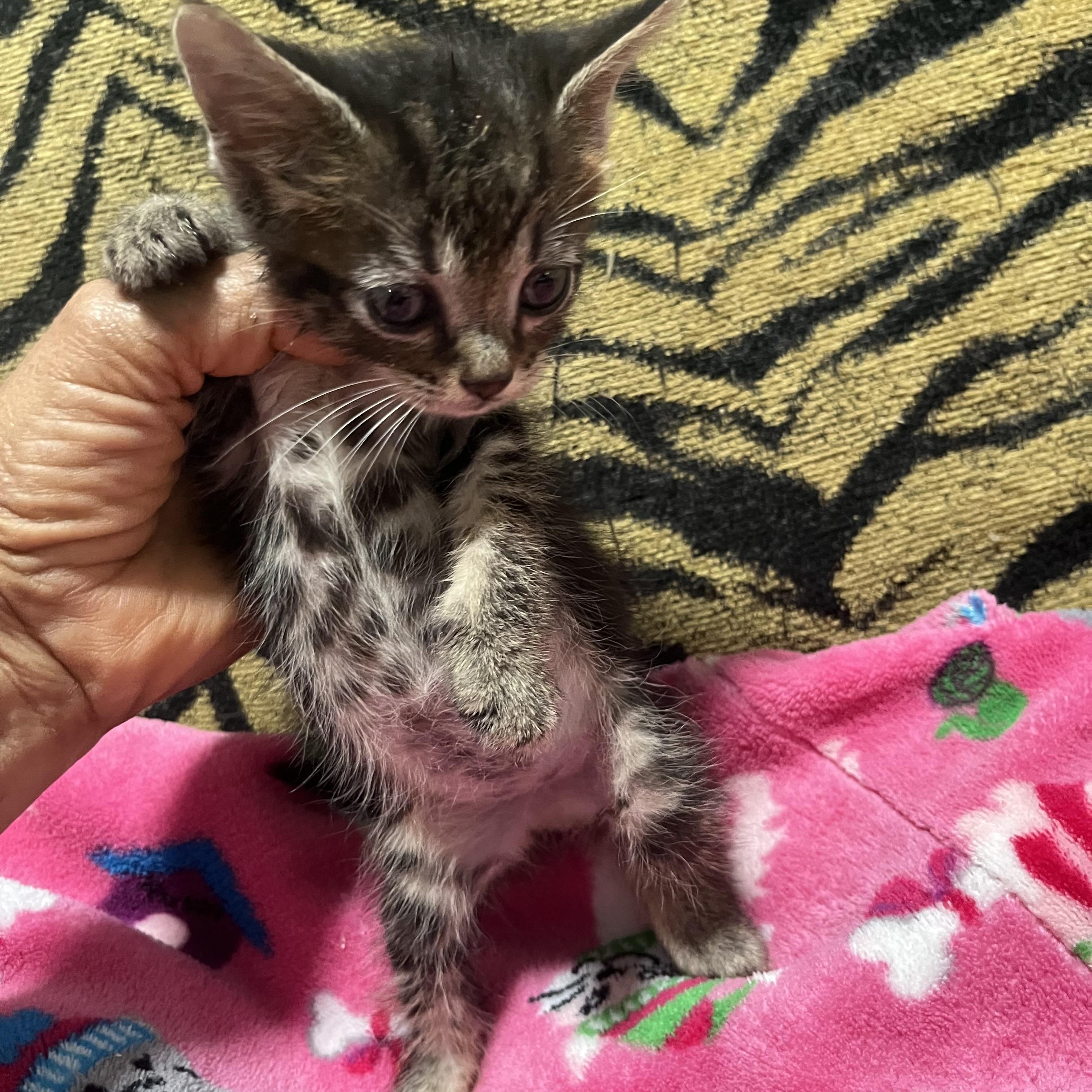 Baby Sandra , ADOPTABLE, Kitten Female Tabby.