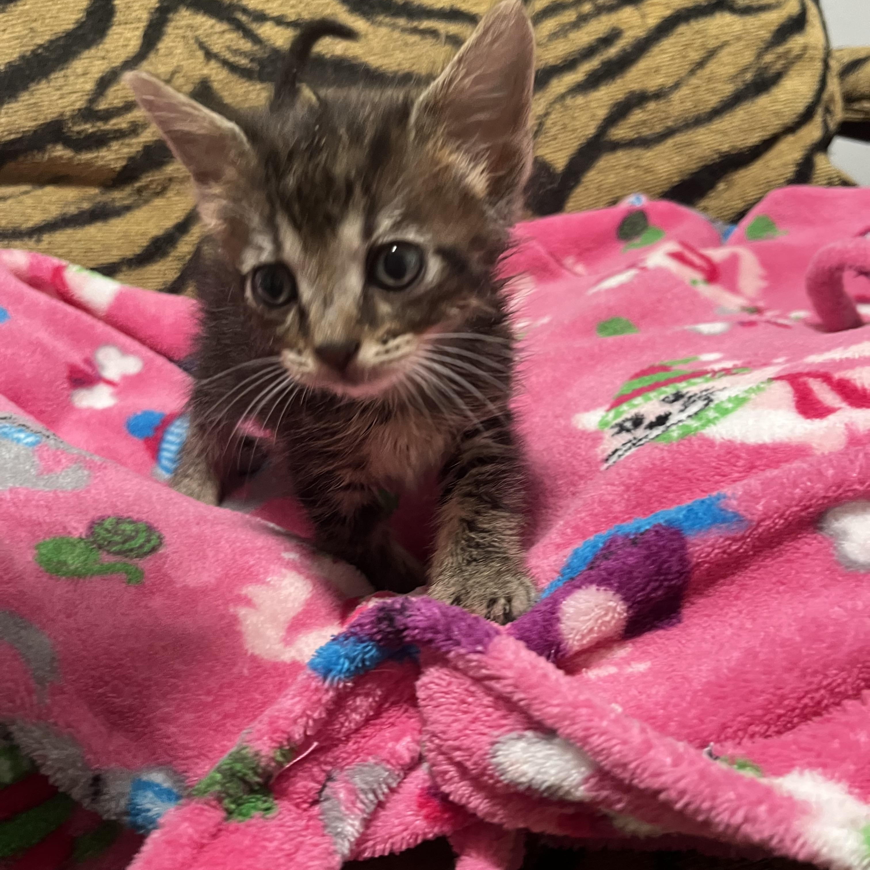 Enlarge Baby Sandra , a ADOPTABLE Tabby in Parkland, FL image 3/4