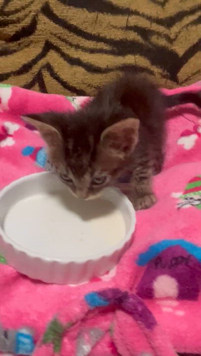 Enlarge Baby Sandra , a ADOPTABLE Tabby in Parkland, FL video 4/4