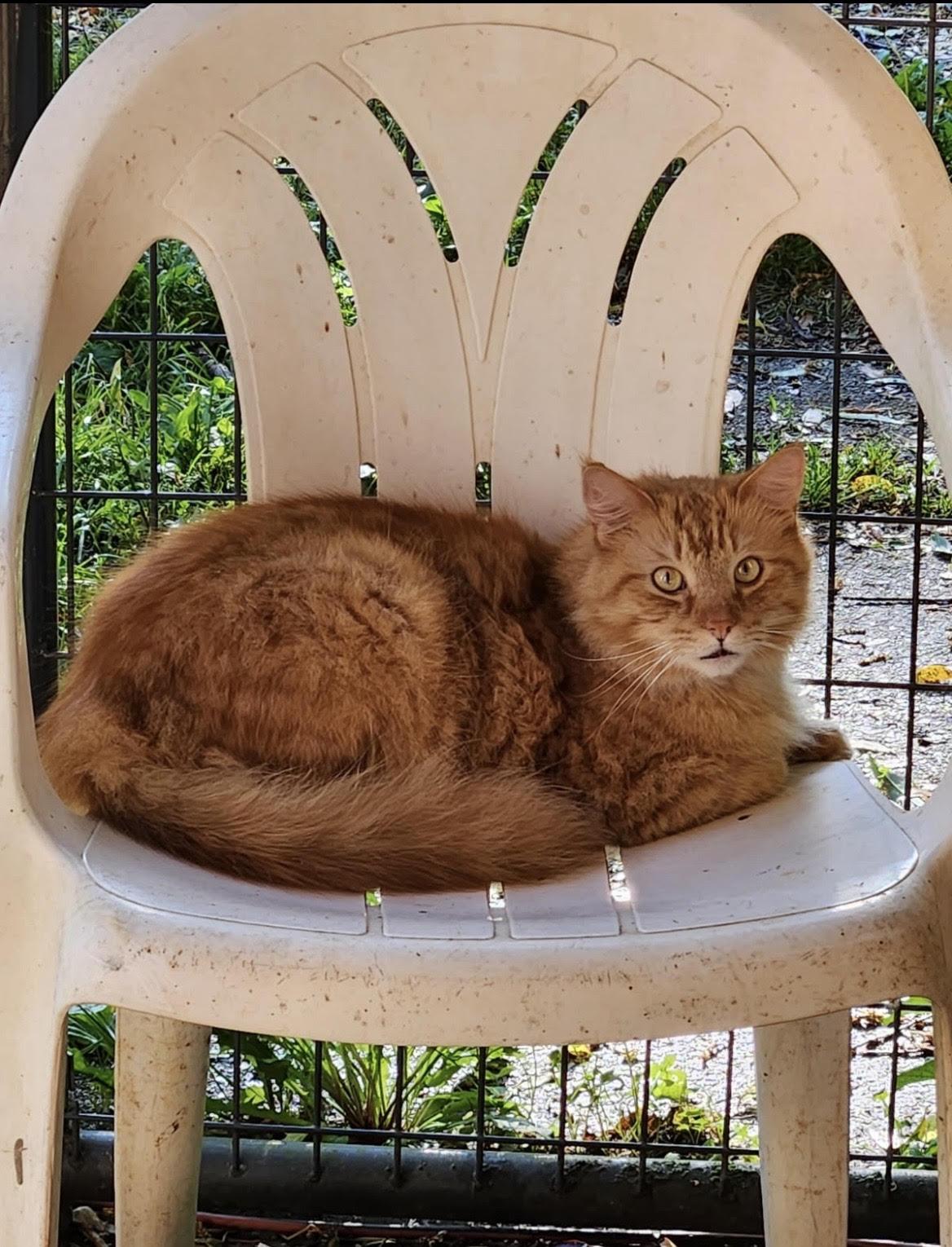Cornelius (Corny for short), ADOPTABLE, Adult Male Domestic Short Hair.