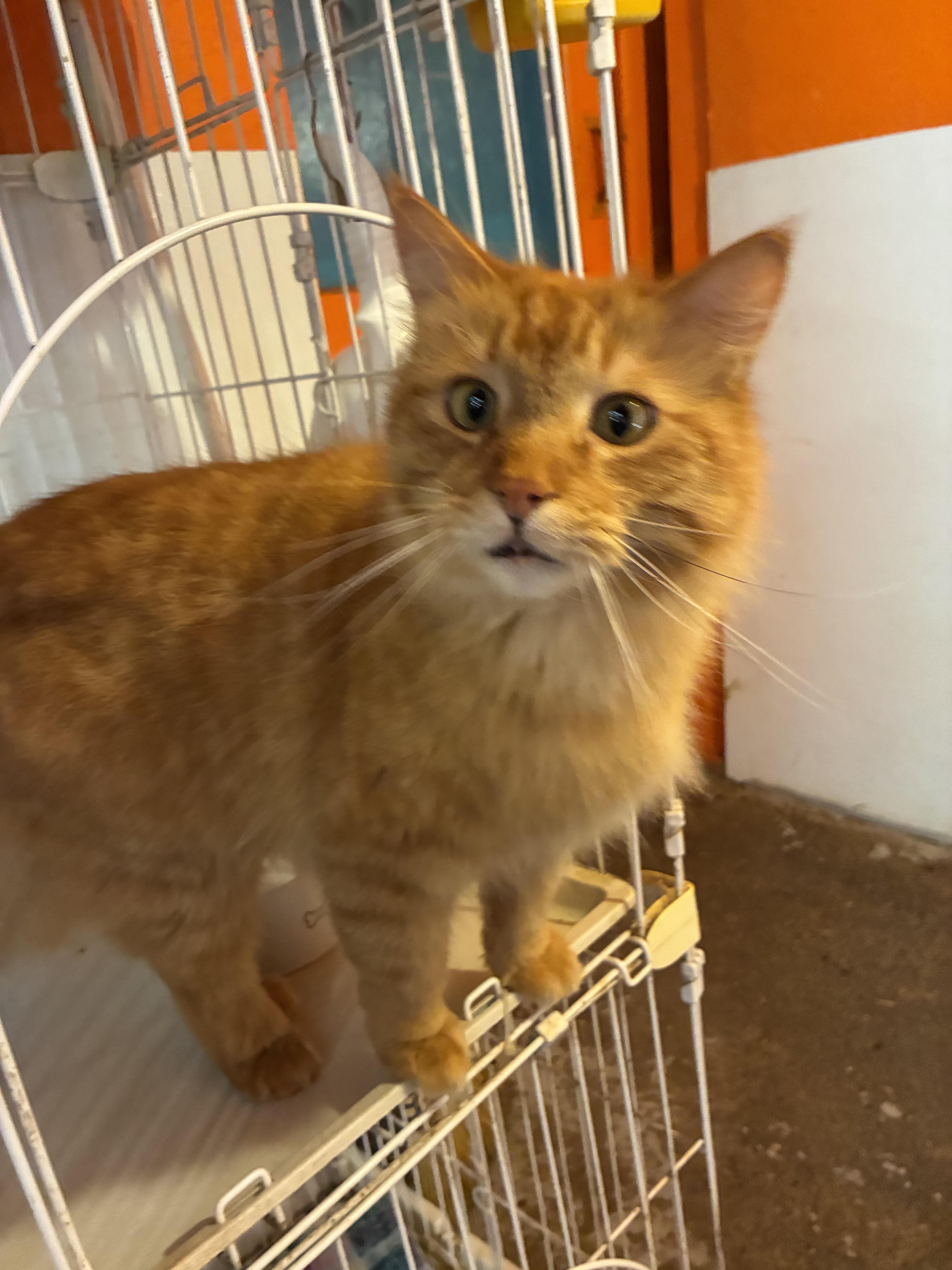 Cornelius (Corny for short), a ADOPTABLE mixed breed in Howell, MI image 2/2