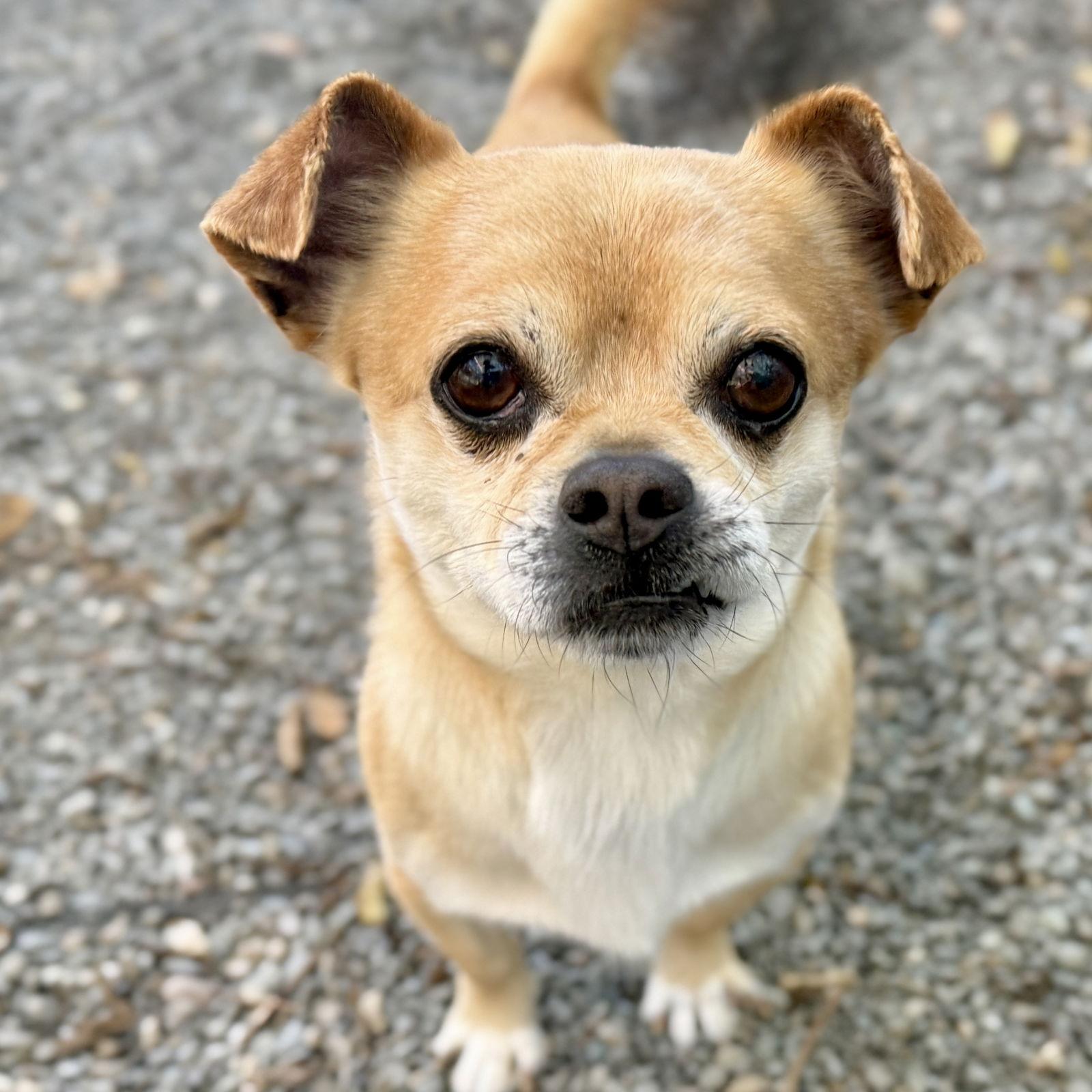 Tortilla Chip — thumbnail 2