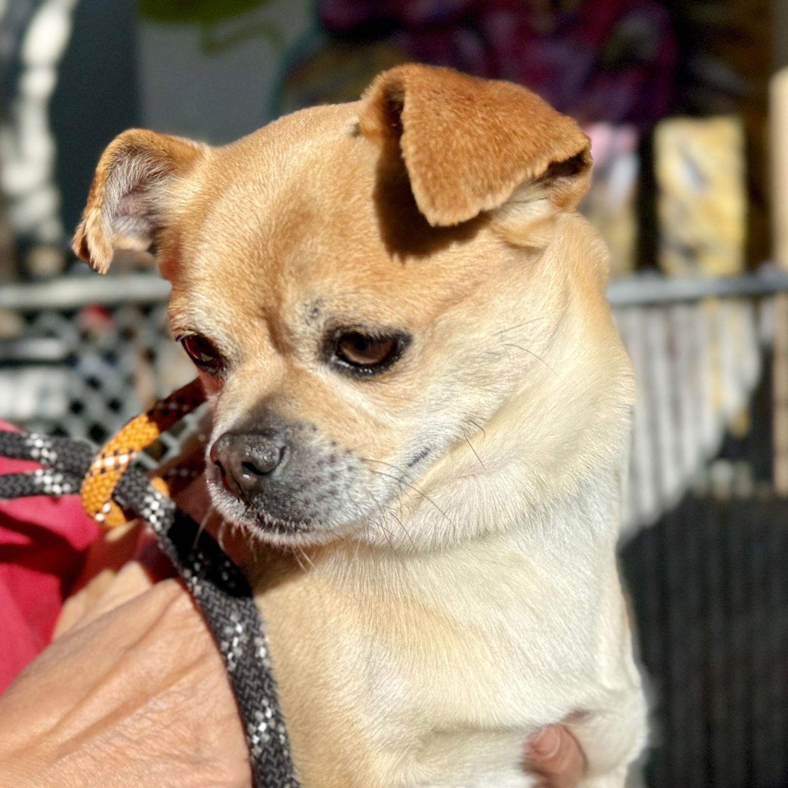 Tortilla Chip — thumbnail 3