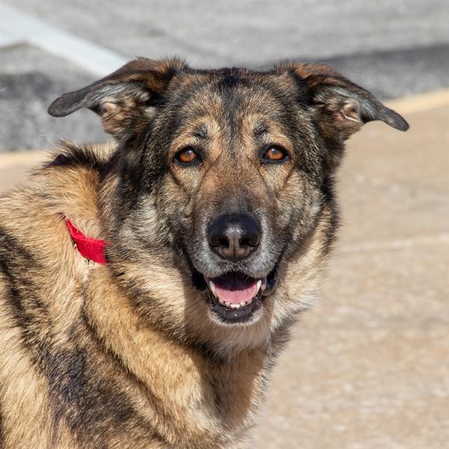 Enlarge COCO MAPLE, a Adoptable mixed breed in Saint Louis, MO image 1/1