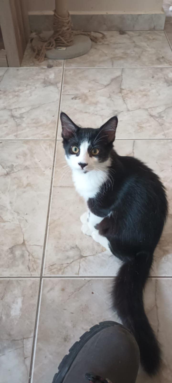 Mimoso, a Adoptable Domestic Short Hair in Warren, NJ image 4/4