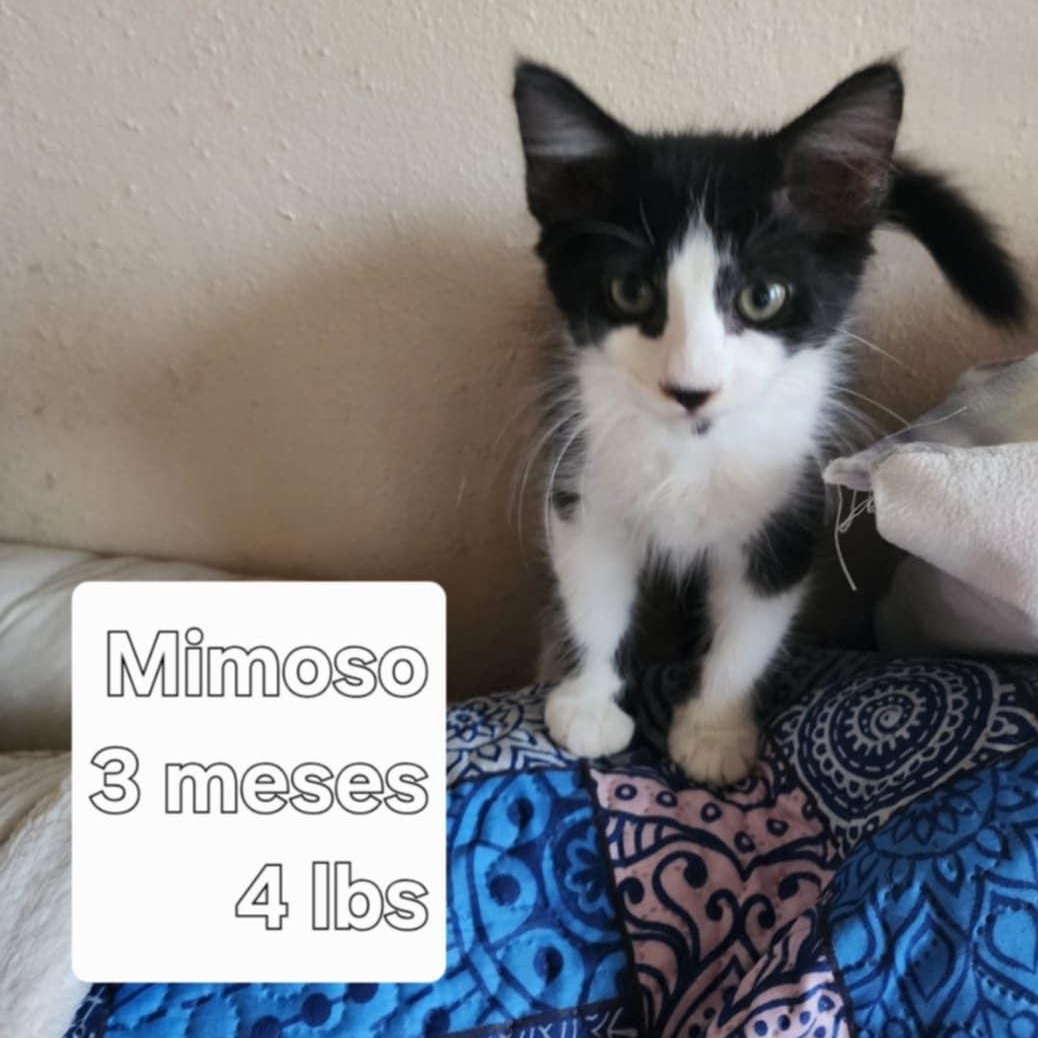 Mimoso, a Adoptable Domestic Short Hair in Warren, NJ image 3/4