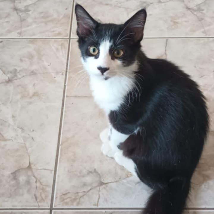 Mimoso, Adoptable, Kitten Male Domestic Short Hair.