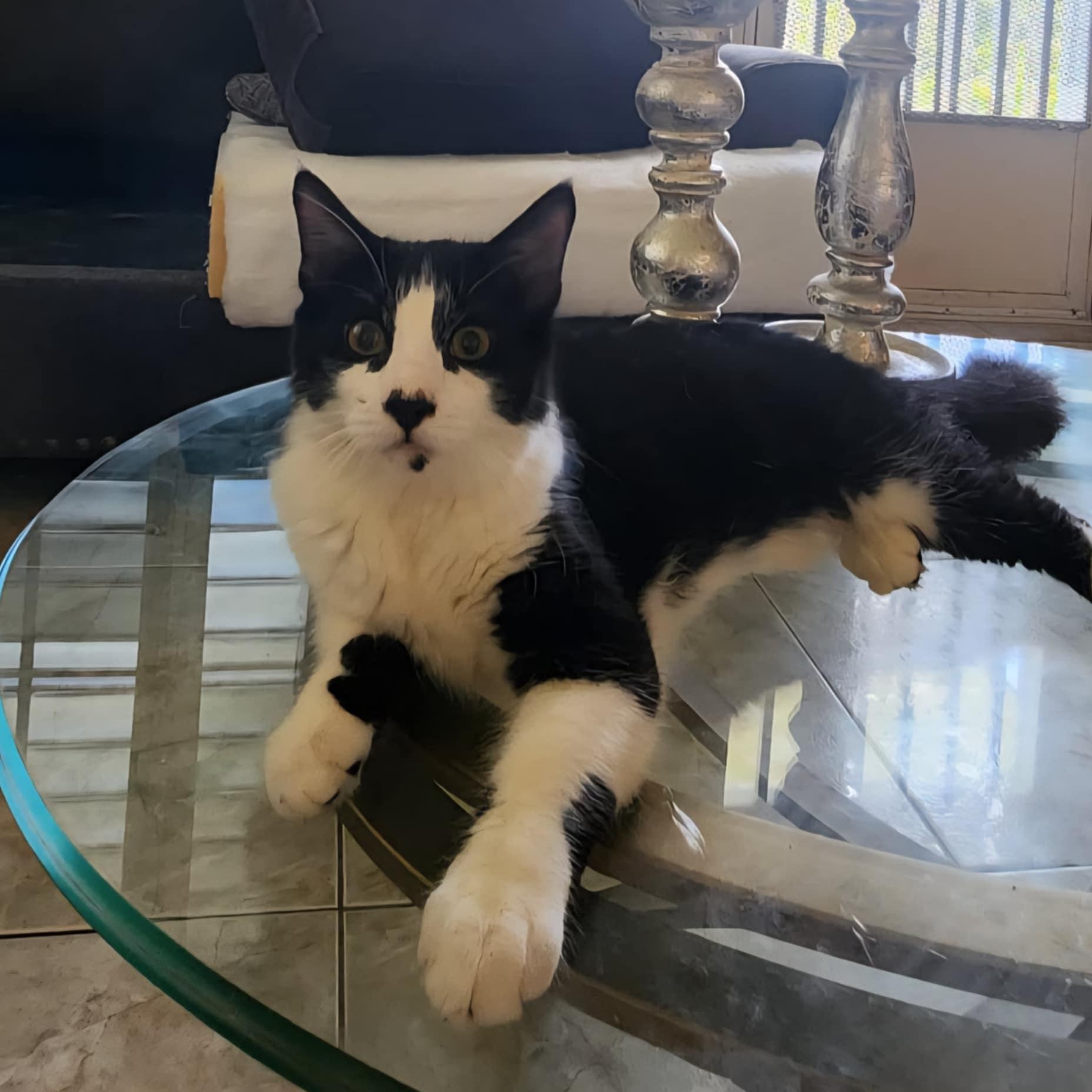 Mimoso, a Adoptable Domestic Short Hair in Warren, NJ image 1/4