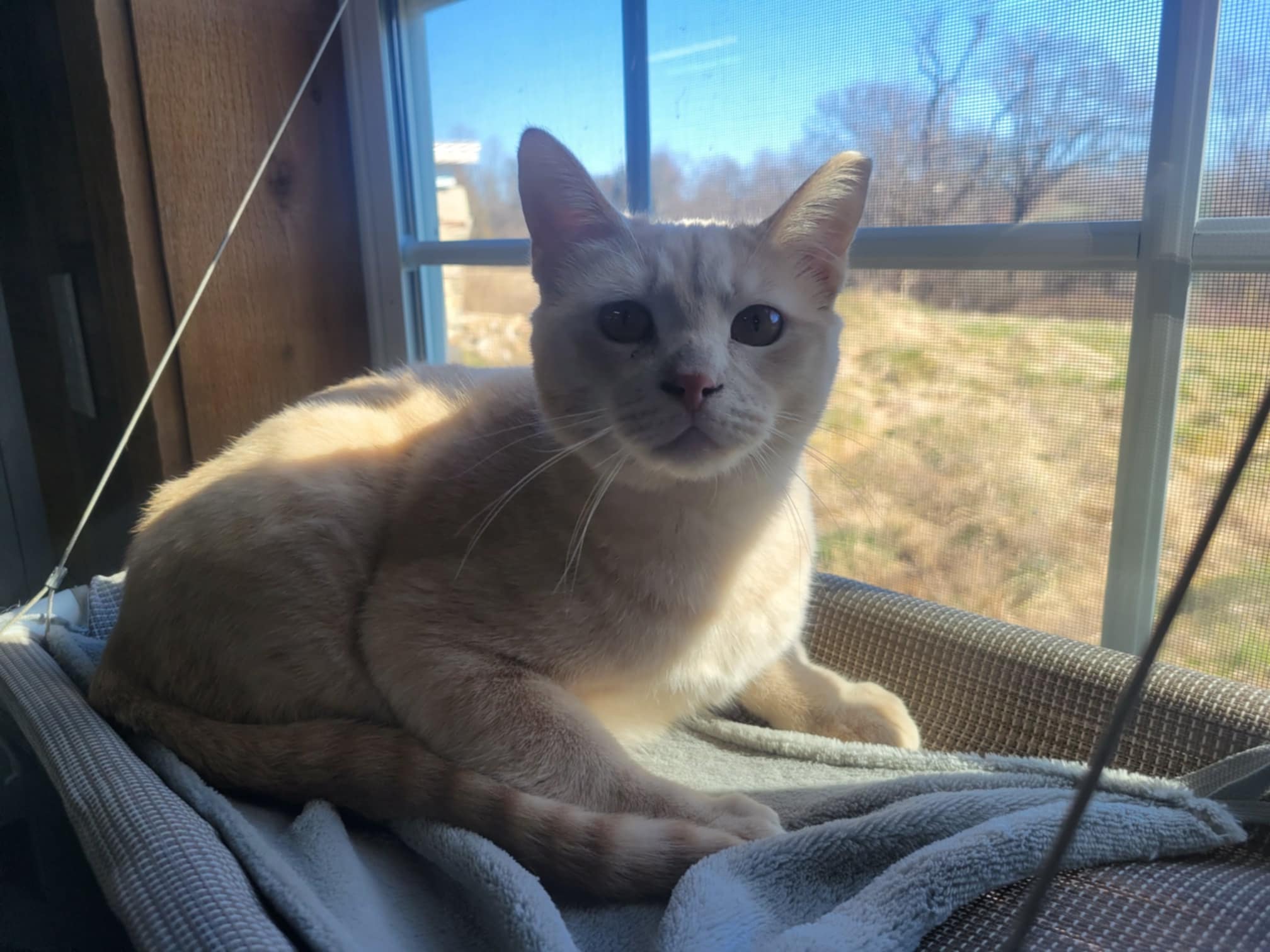 Marilyn Monroe, a Adoptable Domestic Short Hair in Avondale, PA image 1/3