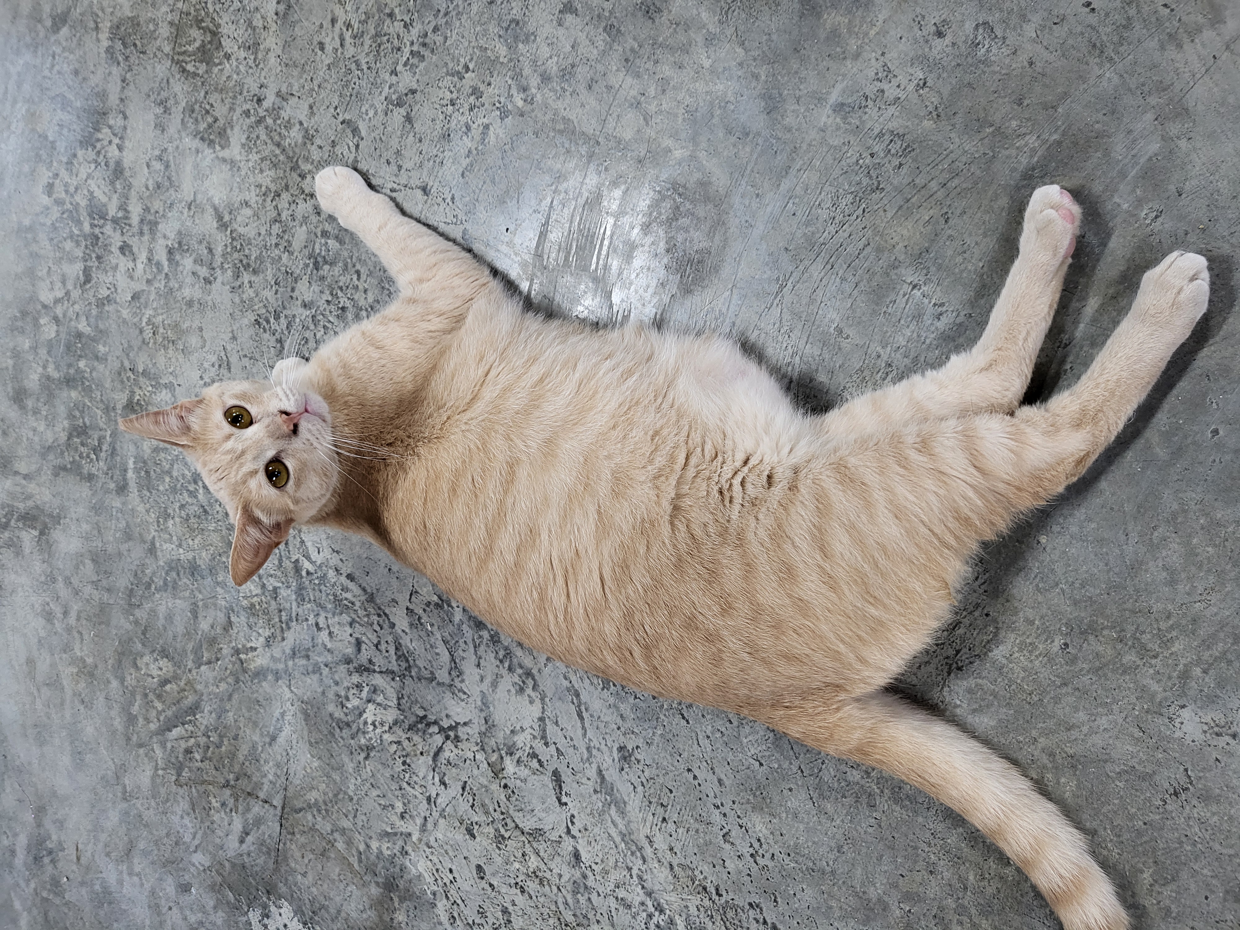 Marilyn Monroe, a Adoptable Domestic Short Hair in Avondale, PA image 2/3