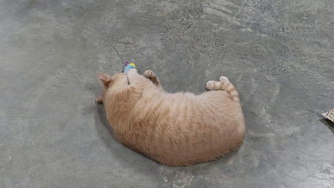 Enlarge Marilyn Monroe, a Adoptable Domestic Short Hair in Avondale, PA video 3/3