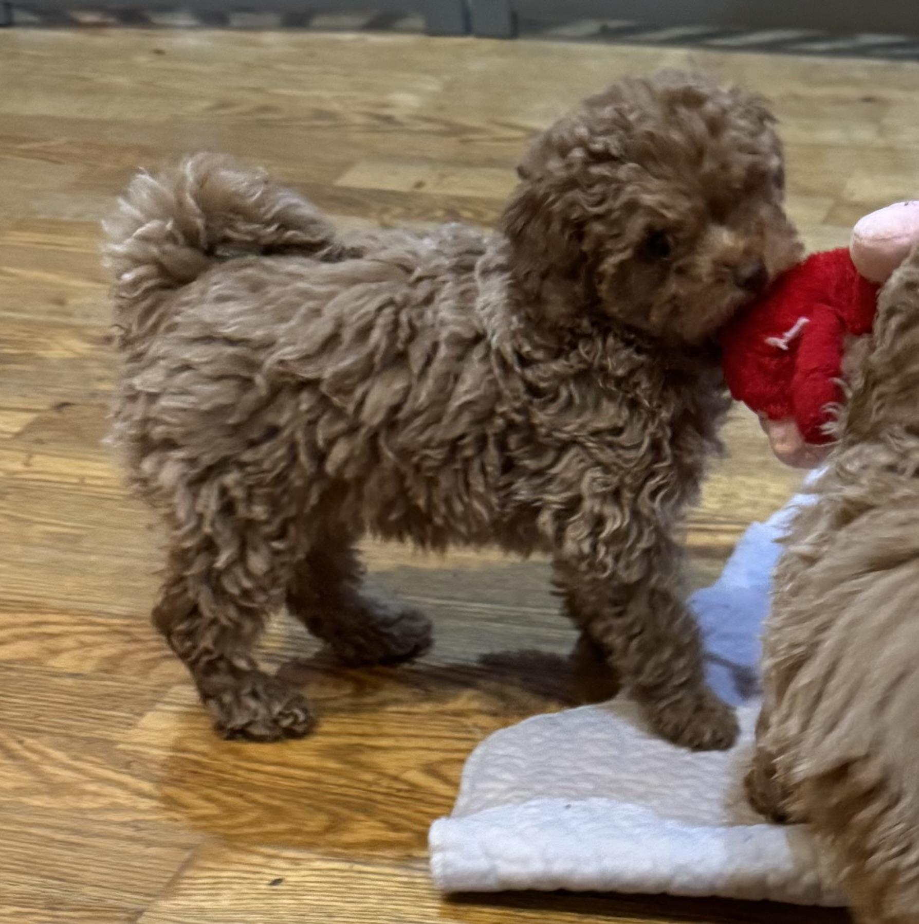Enlarge Romeo, an adopted Miniature Poodle in Glenwood City, WI image 3/3
