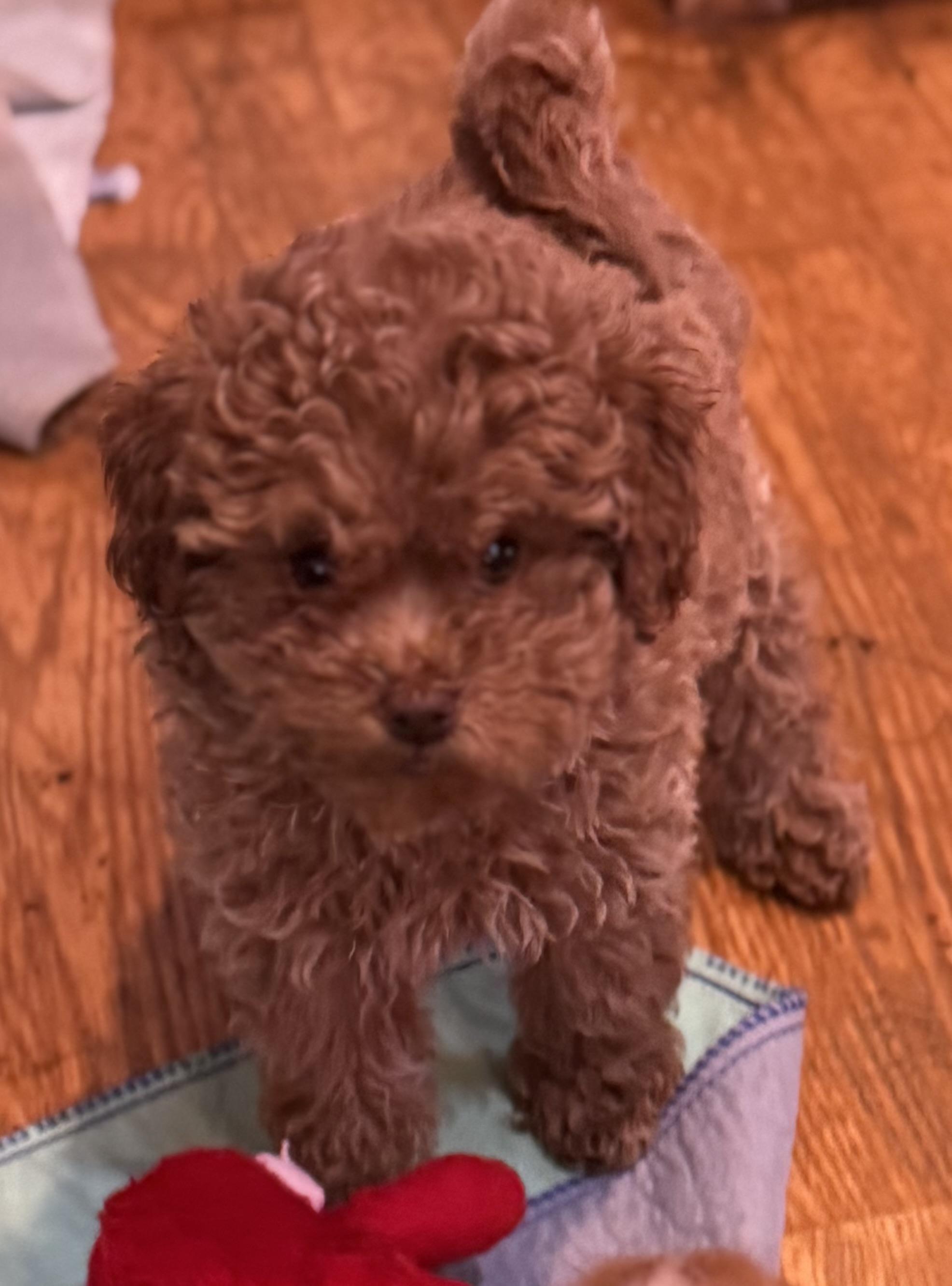 Enlarge Romeo, an adopted Miniature Poodle in Glenwood City, WI image 2/3