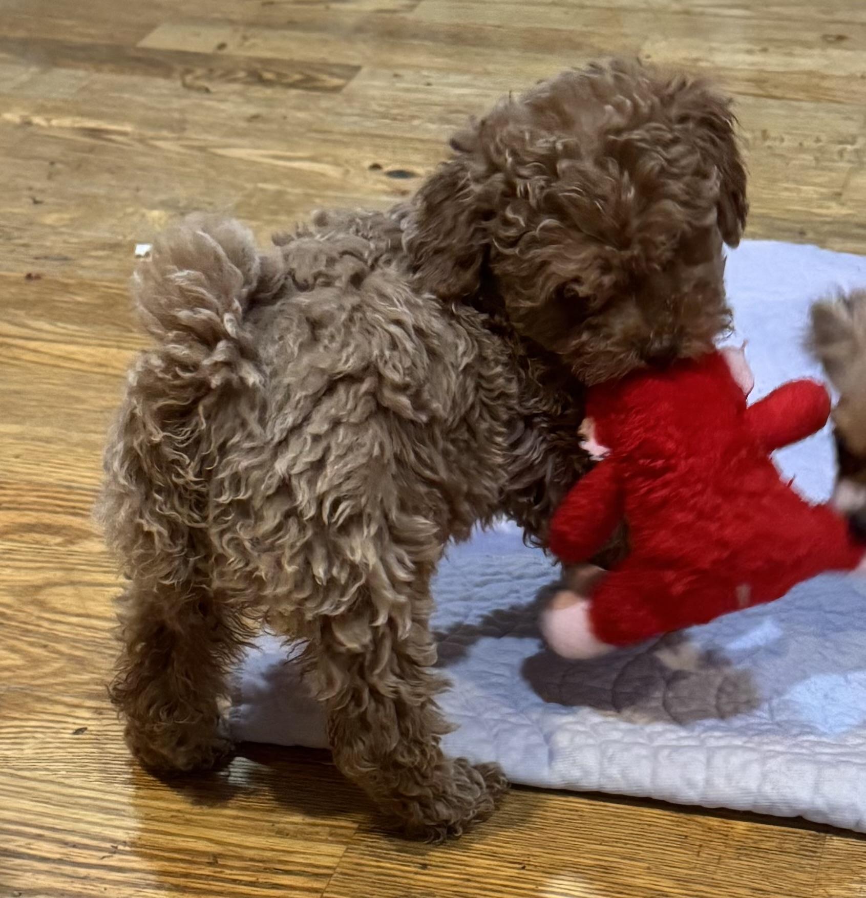 Enlarge Romeo, an adopted Miniature Poodle in Glenwood City, WI image 1/3