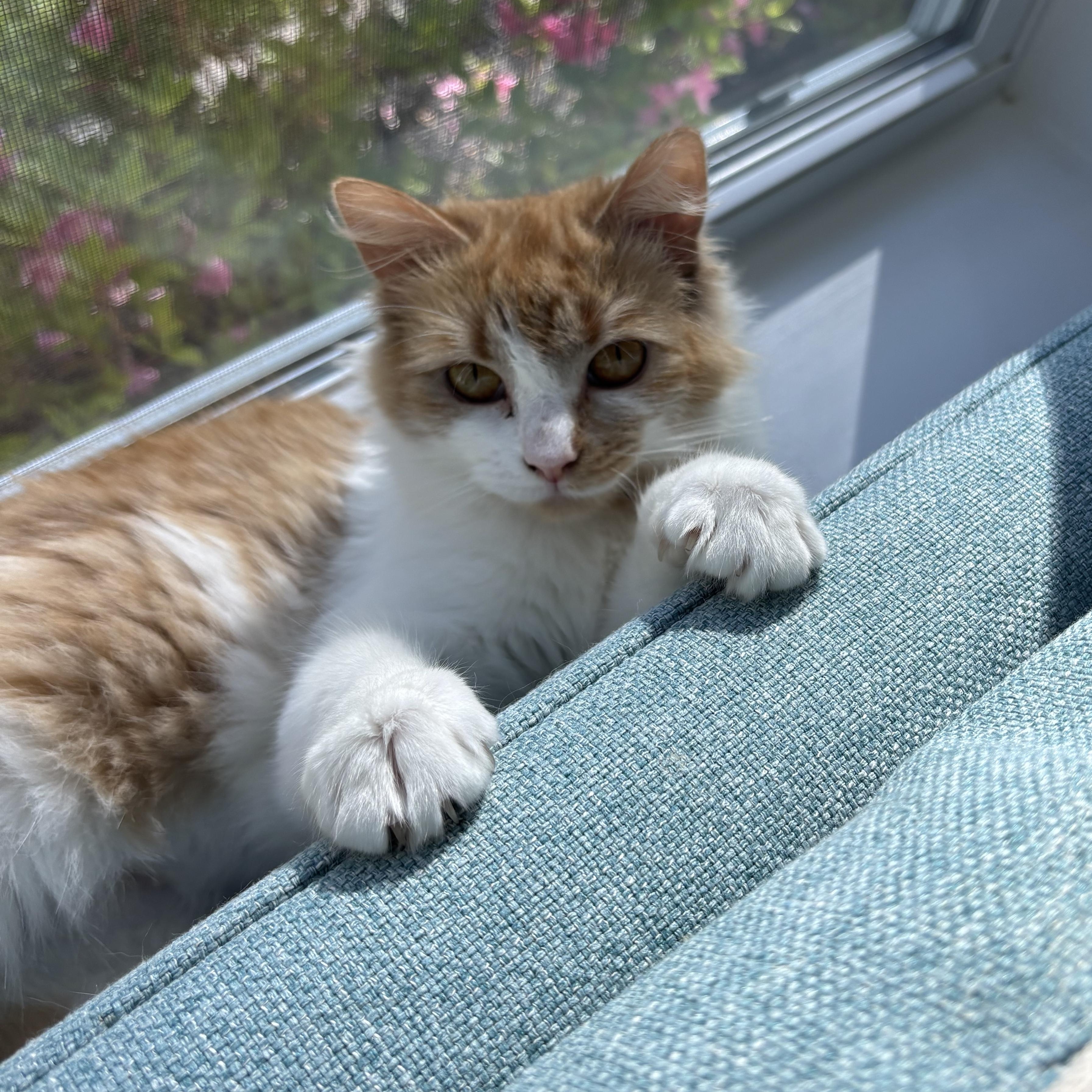 Enlarge Marmee, an adopted Domestic Medium Hair in Little River, SC image 4/5