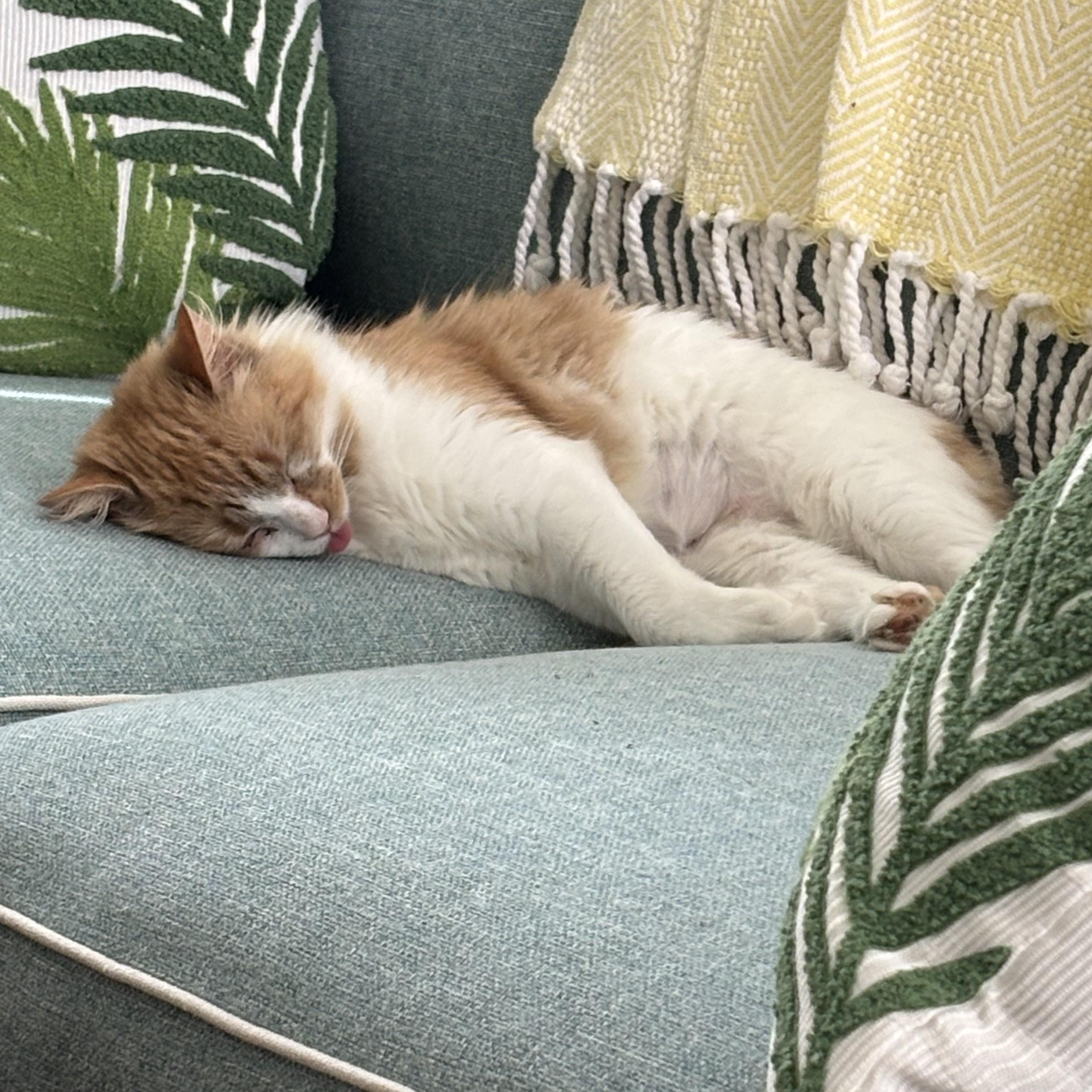 Enlarge Marmee, an adopted Domestic Medium Hair in Little River, SC image 3/5