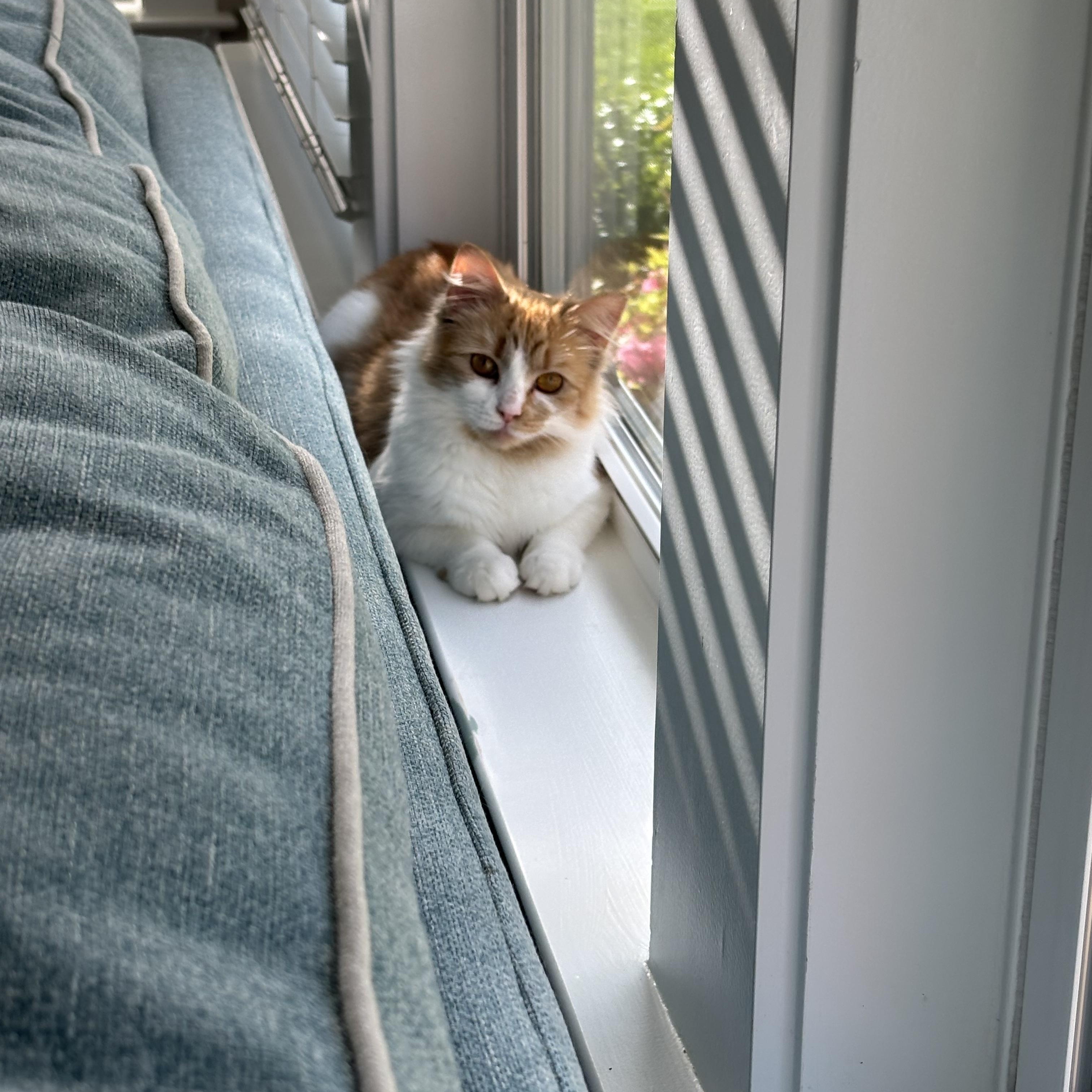 Enlarge Marmee, an adopted Domestic Medium Hair in Little River, SC image 2/5